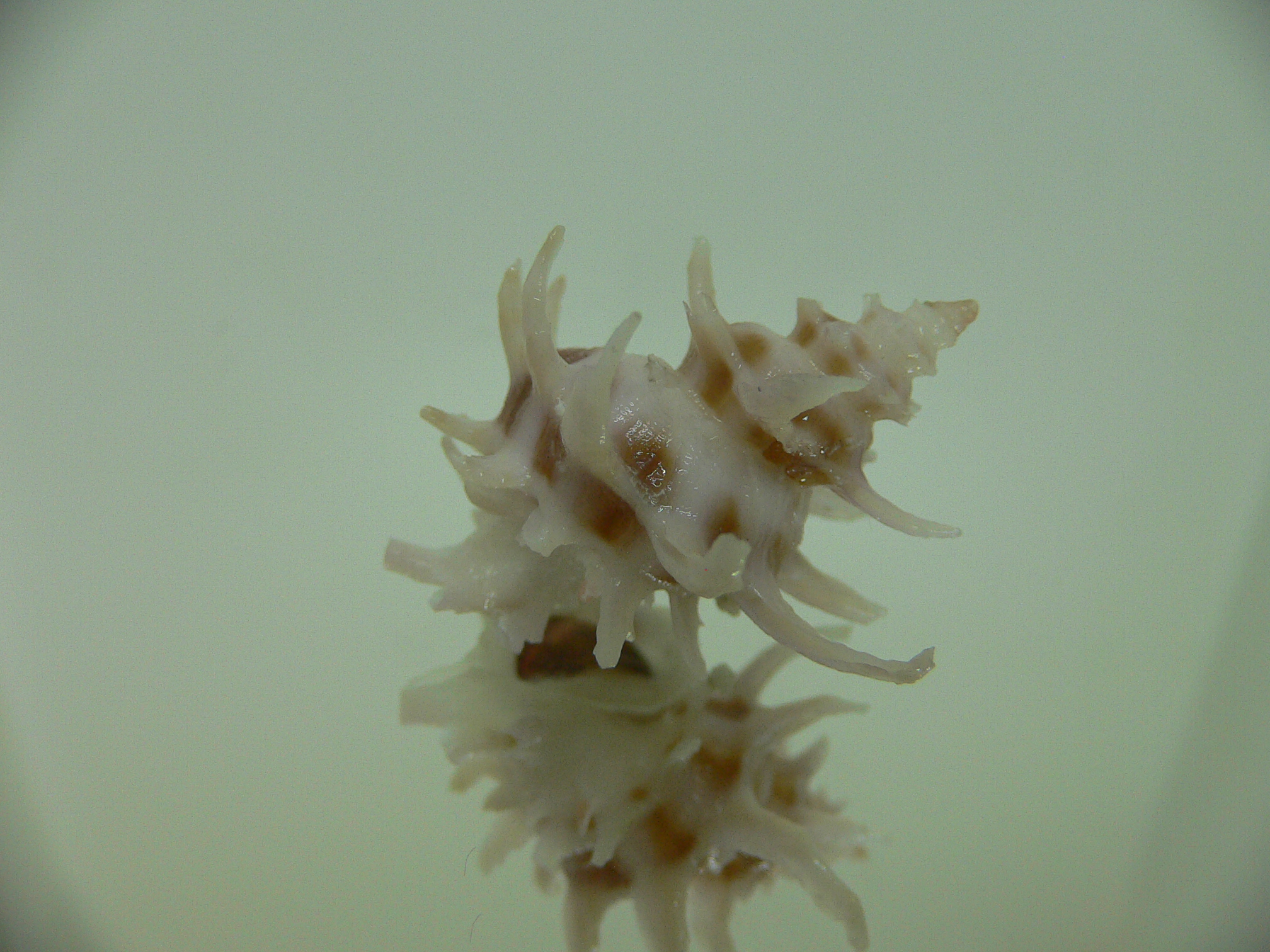 Babelomurex spinosus COLOR