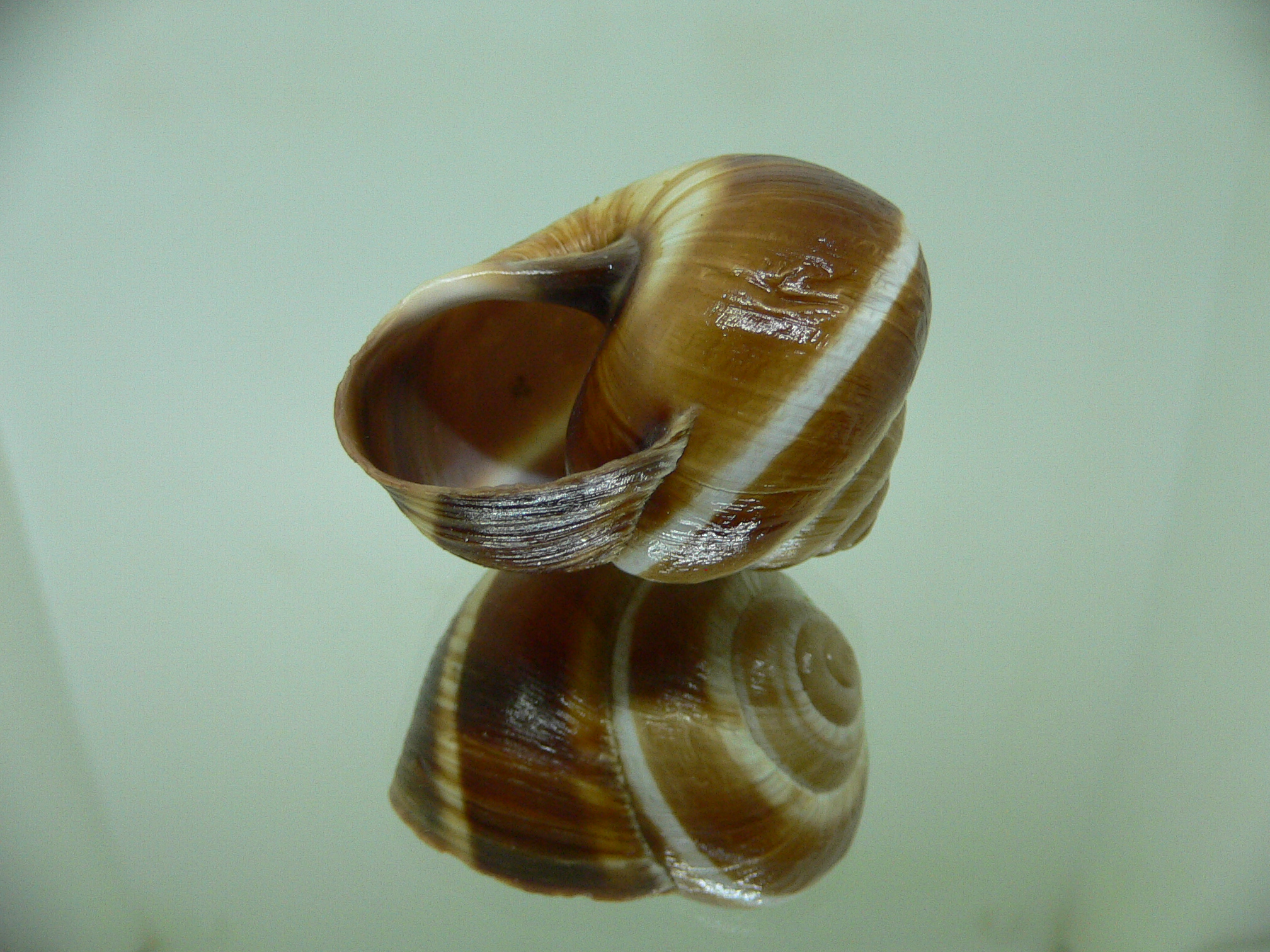 Helix lucorum 5