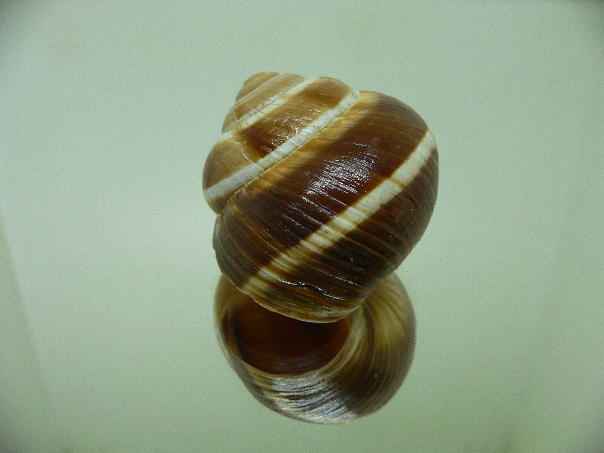 Helix lucorum 5