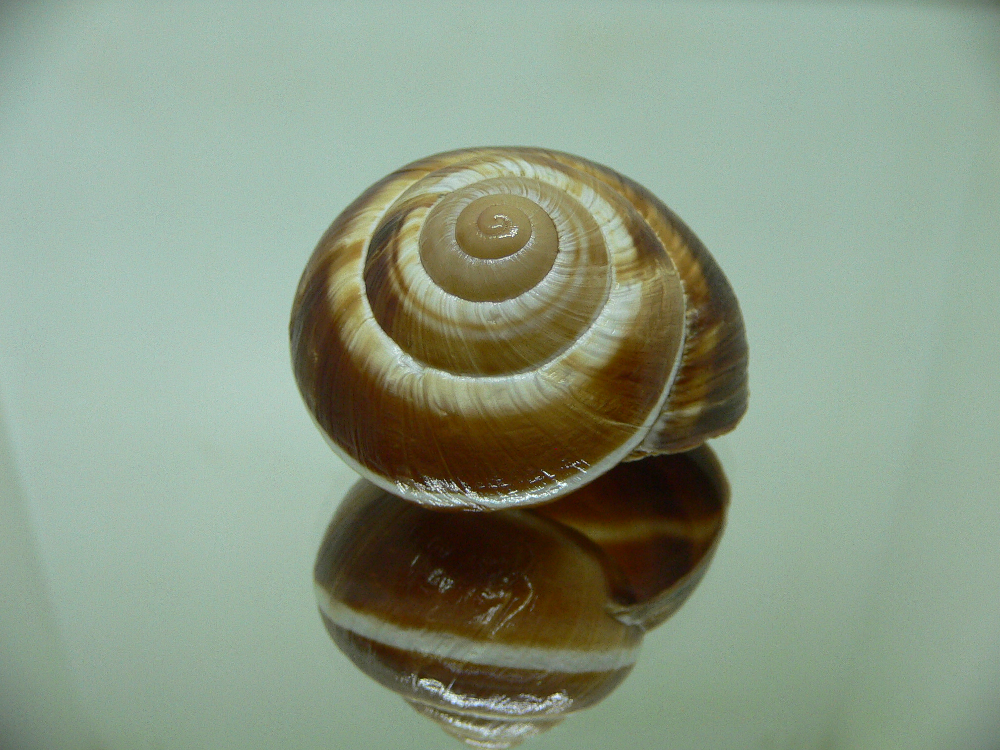 Helix lucorum 5