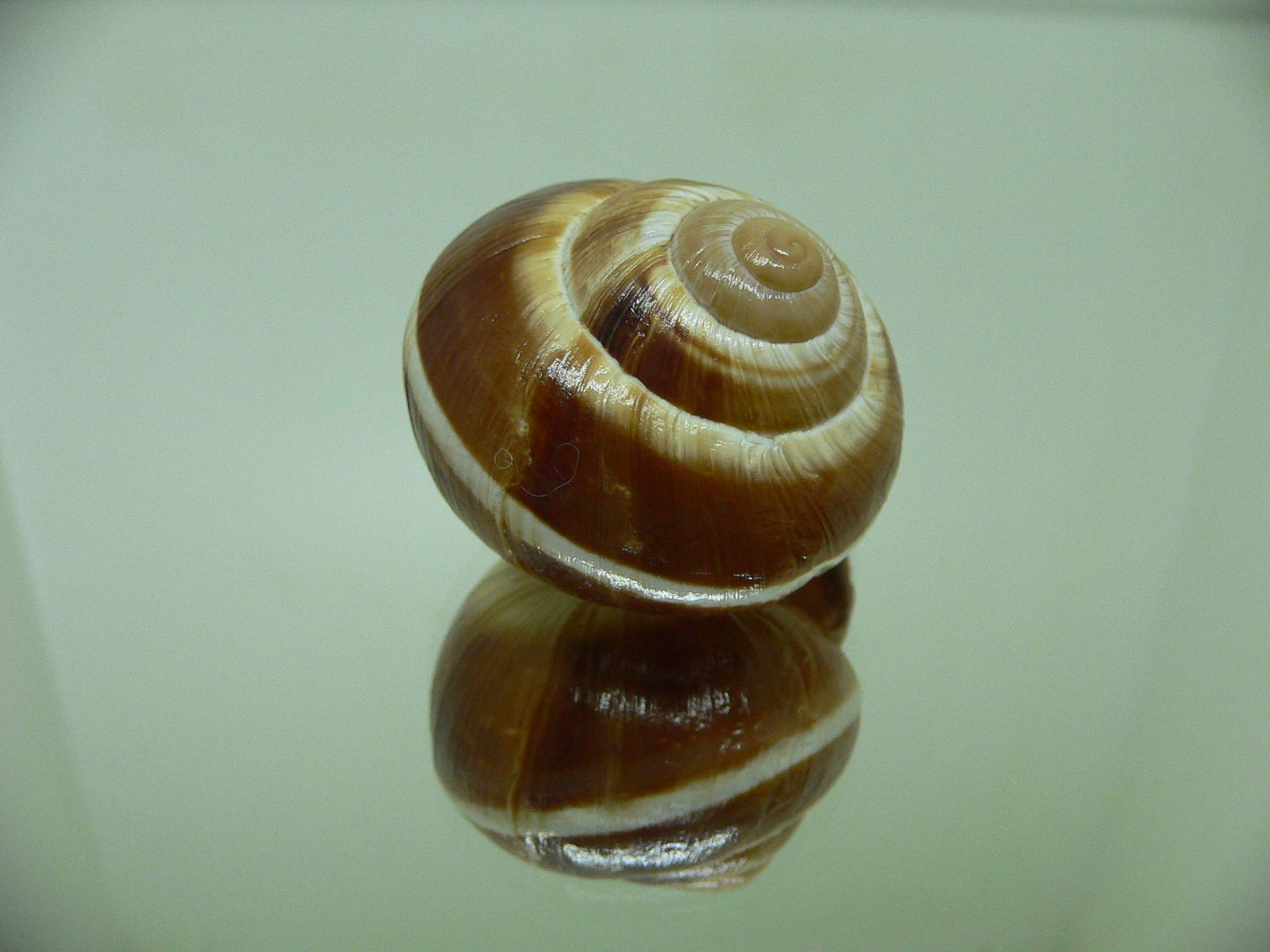 Helix lucorum 5