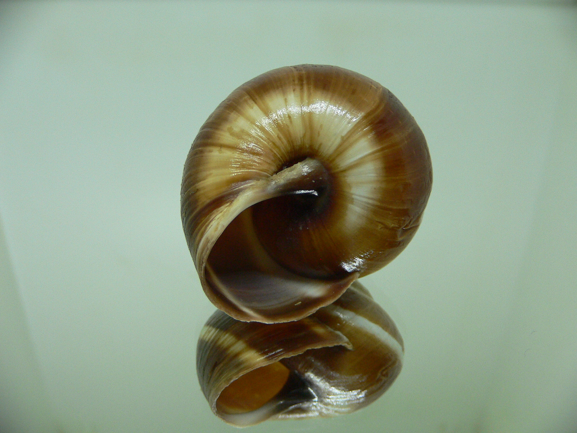 Helix lucorum 5