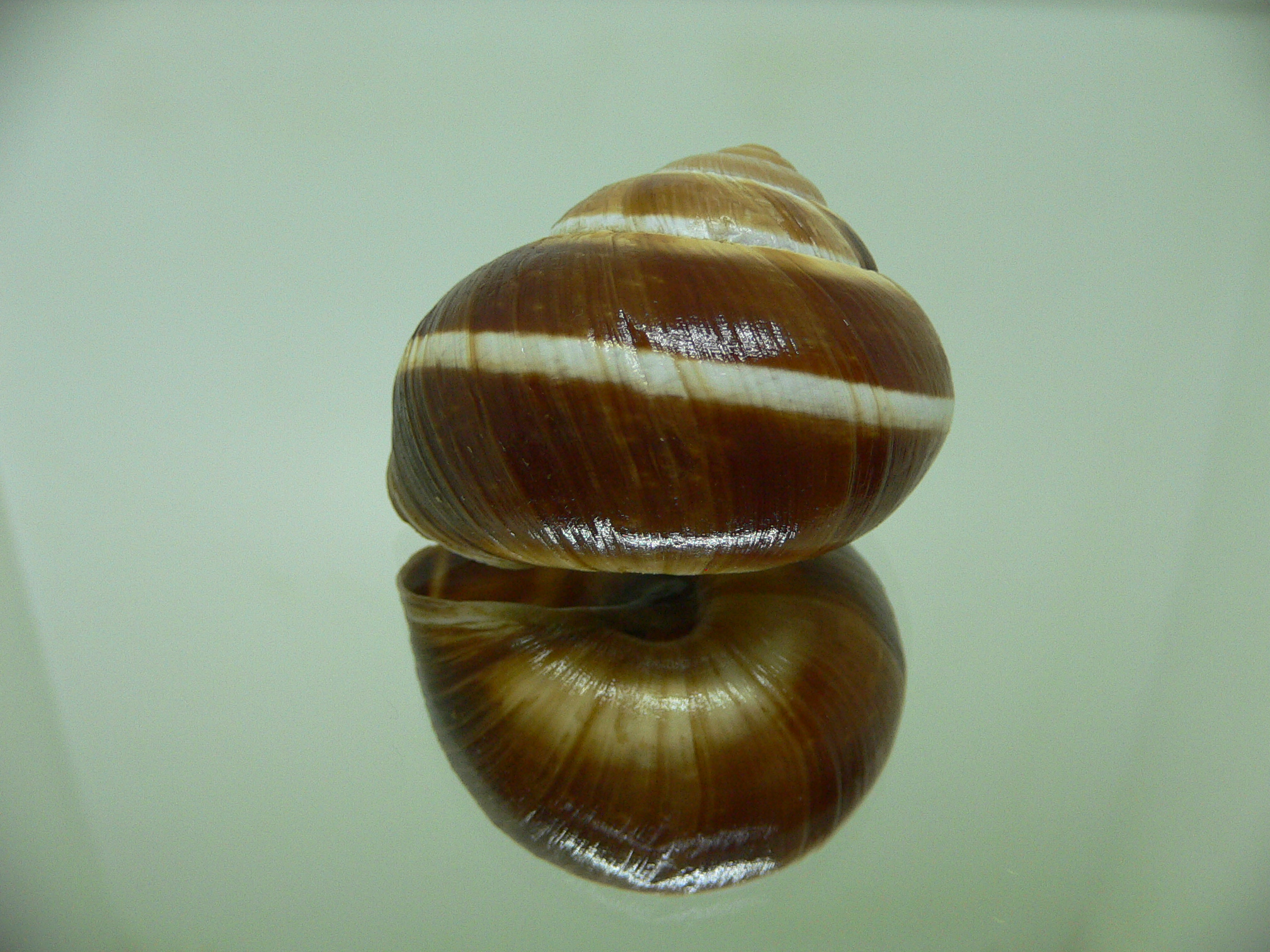 Helix lucorum 5