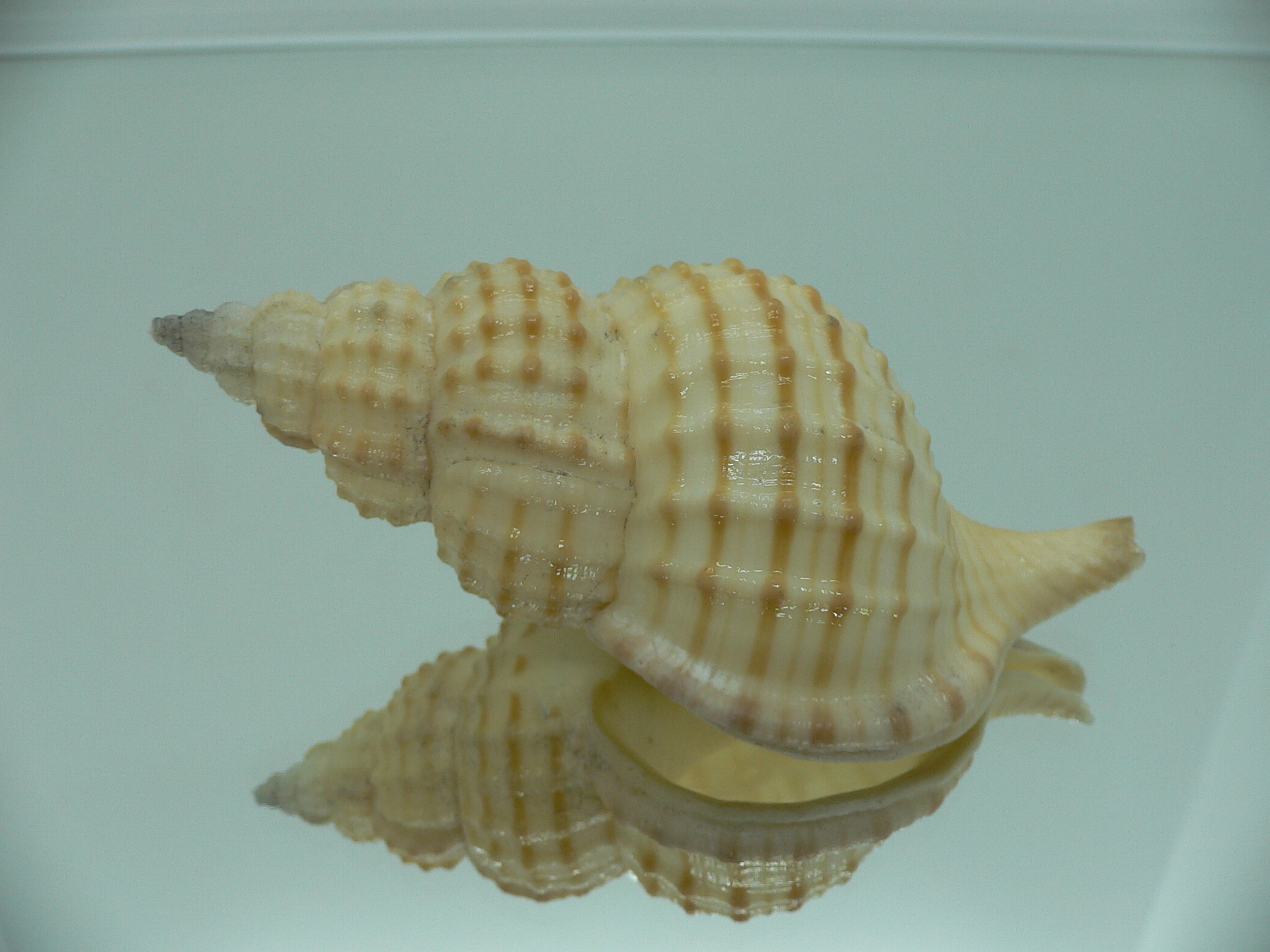 Fusitriton galea DARK MOUTH
