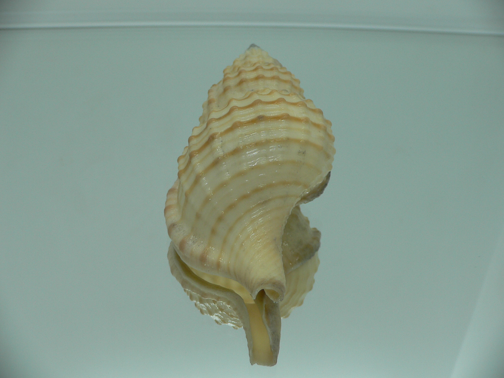 Fusitriton galea DARK MOUTH