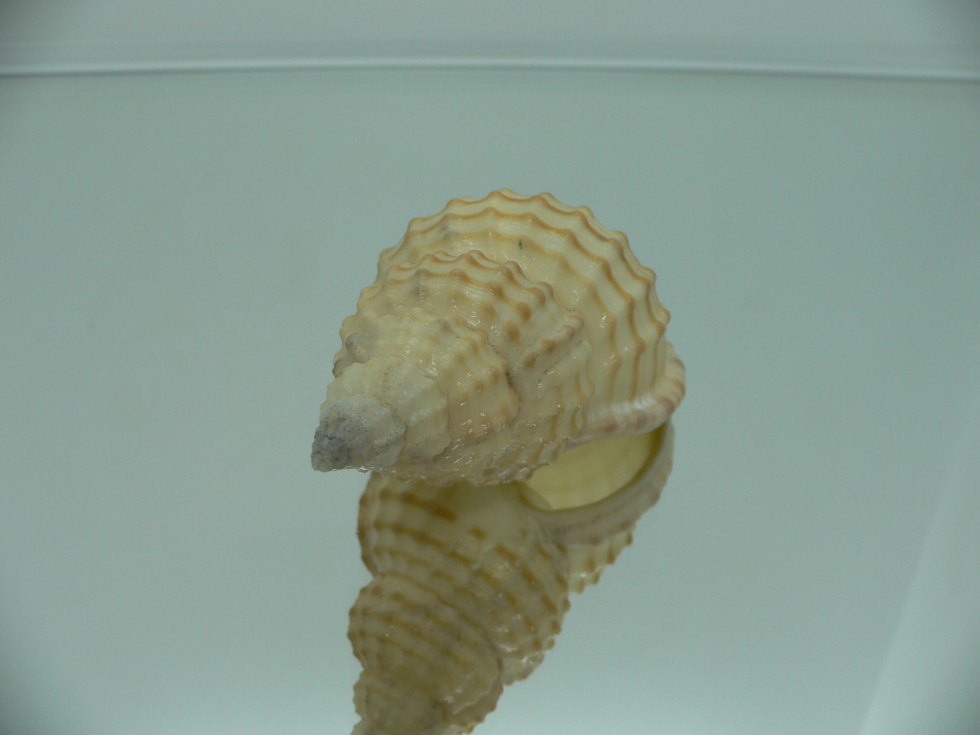 Fusitriton galea DARK MOUTH