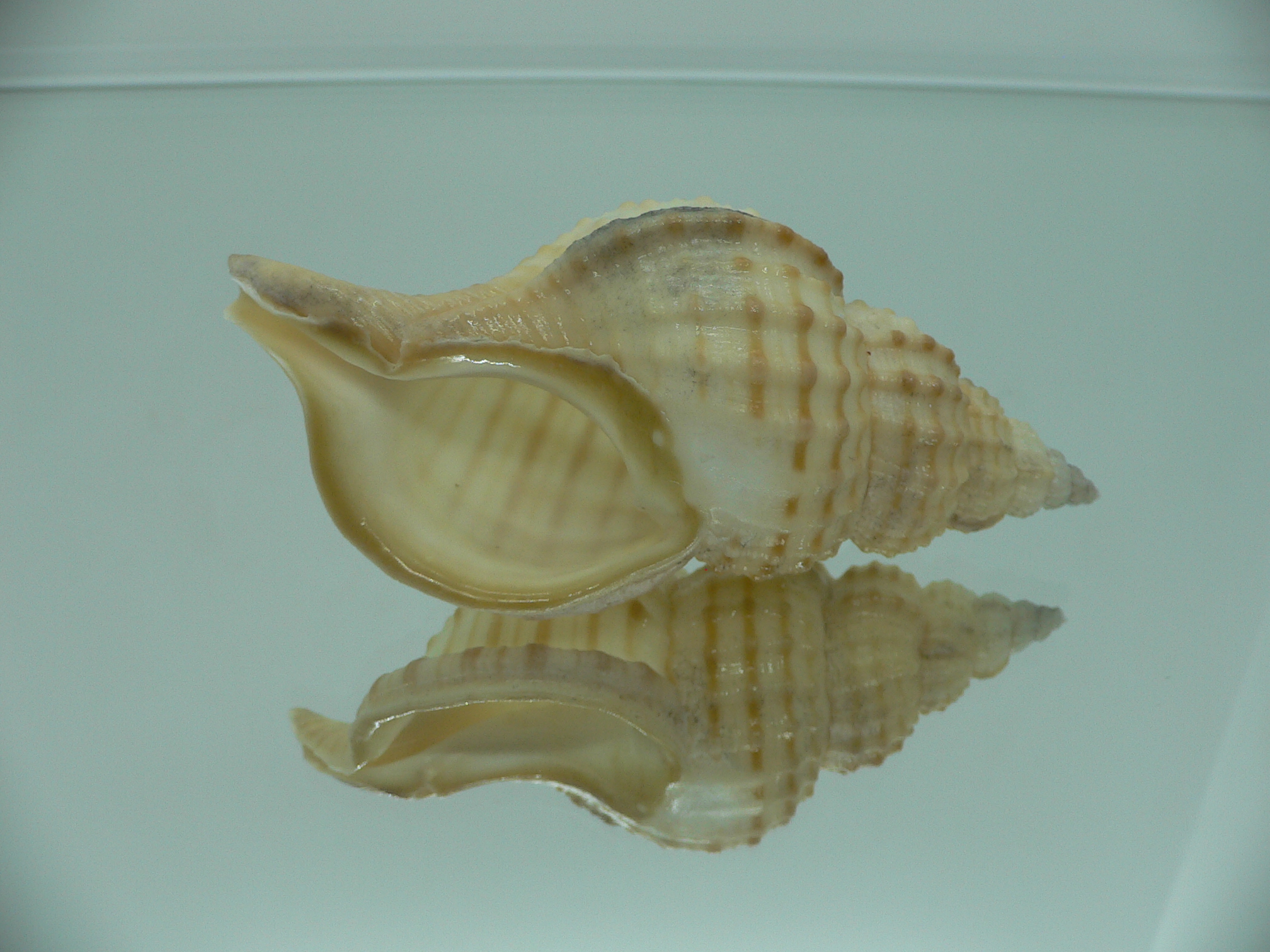 Fusitriton galea DARK MOUTH