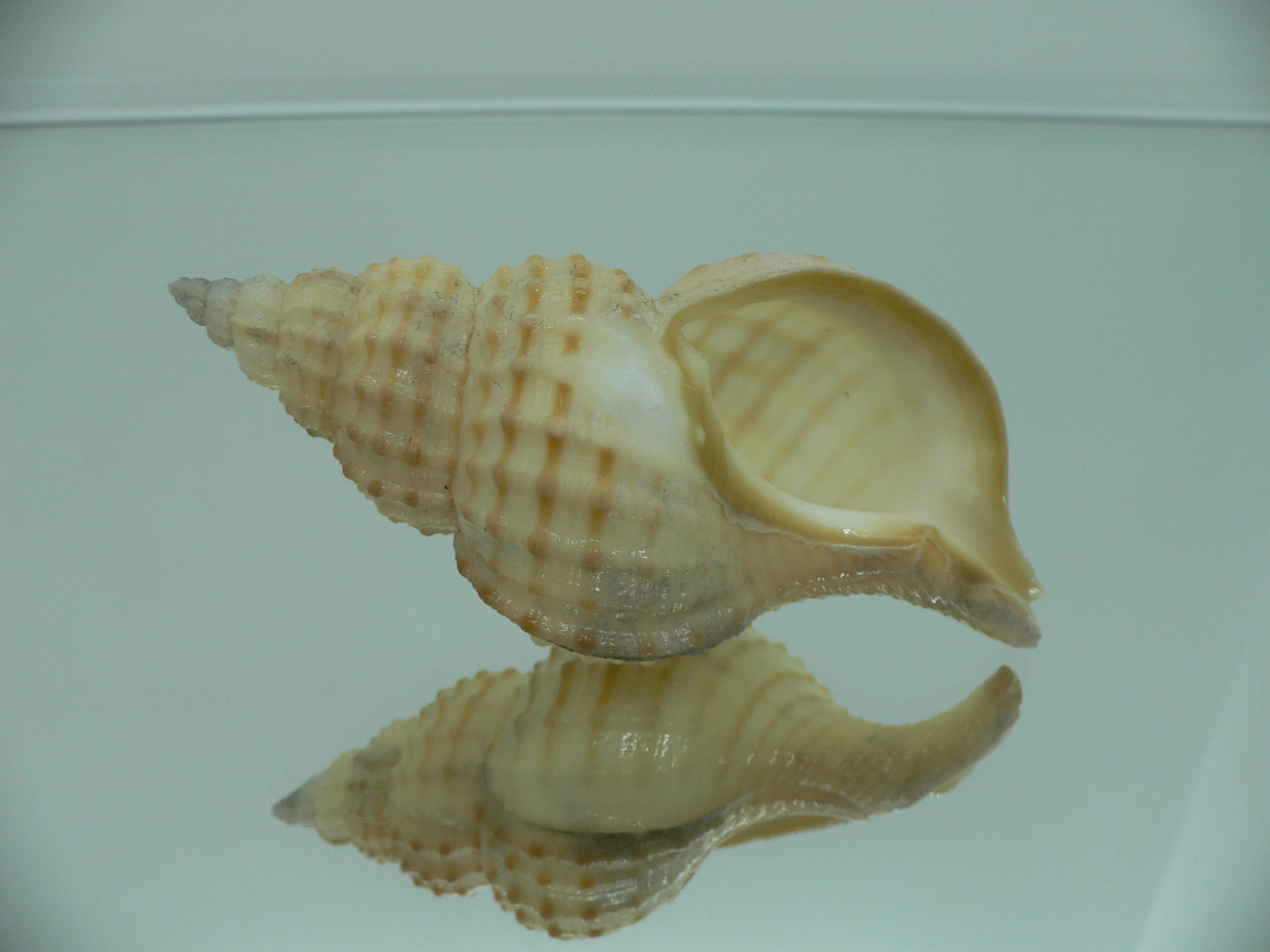 Fusitriton galea DARK MOUTH