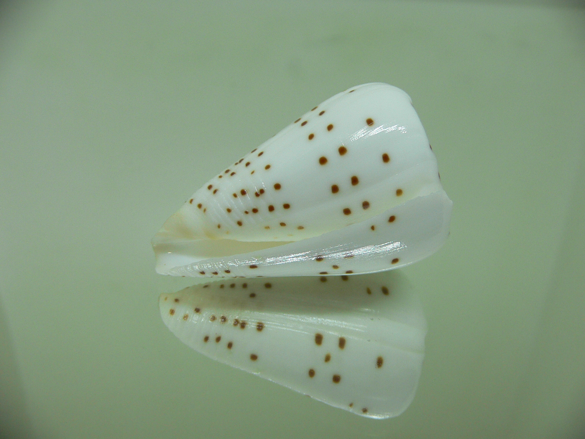 Conus eburneus alternatus (var.) WIDE