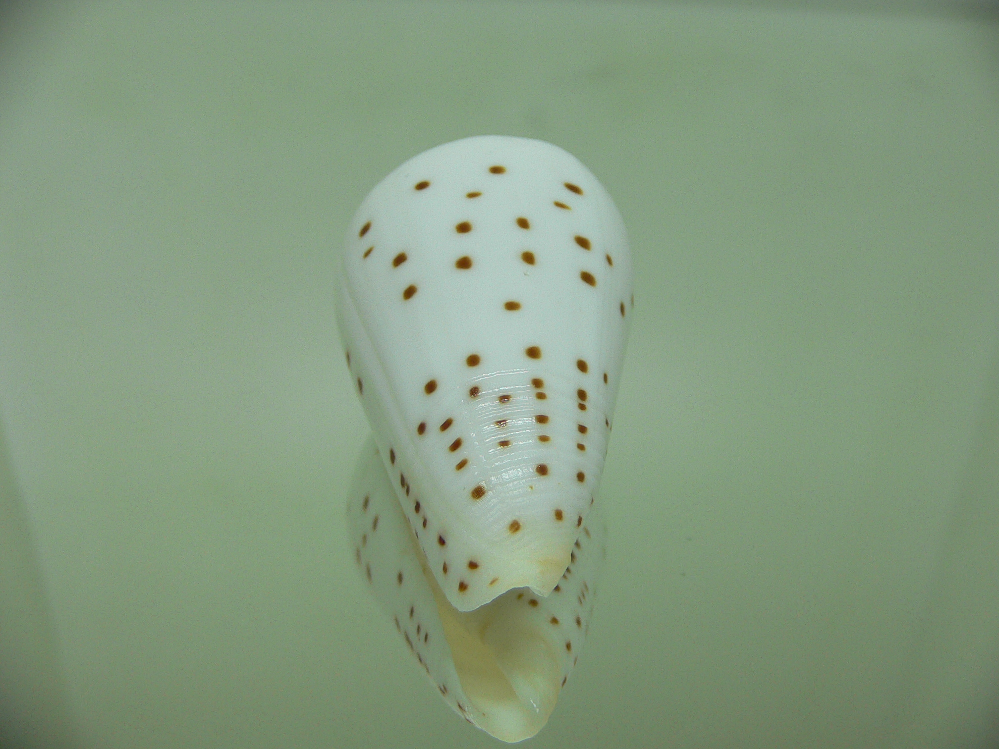 Conus eburneus alternatus (var.) WIDE