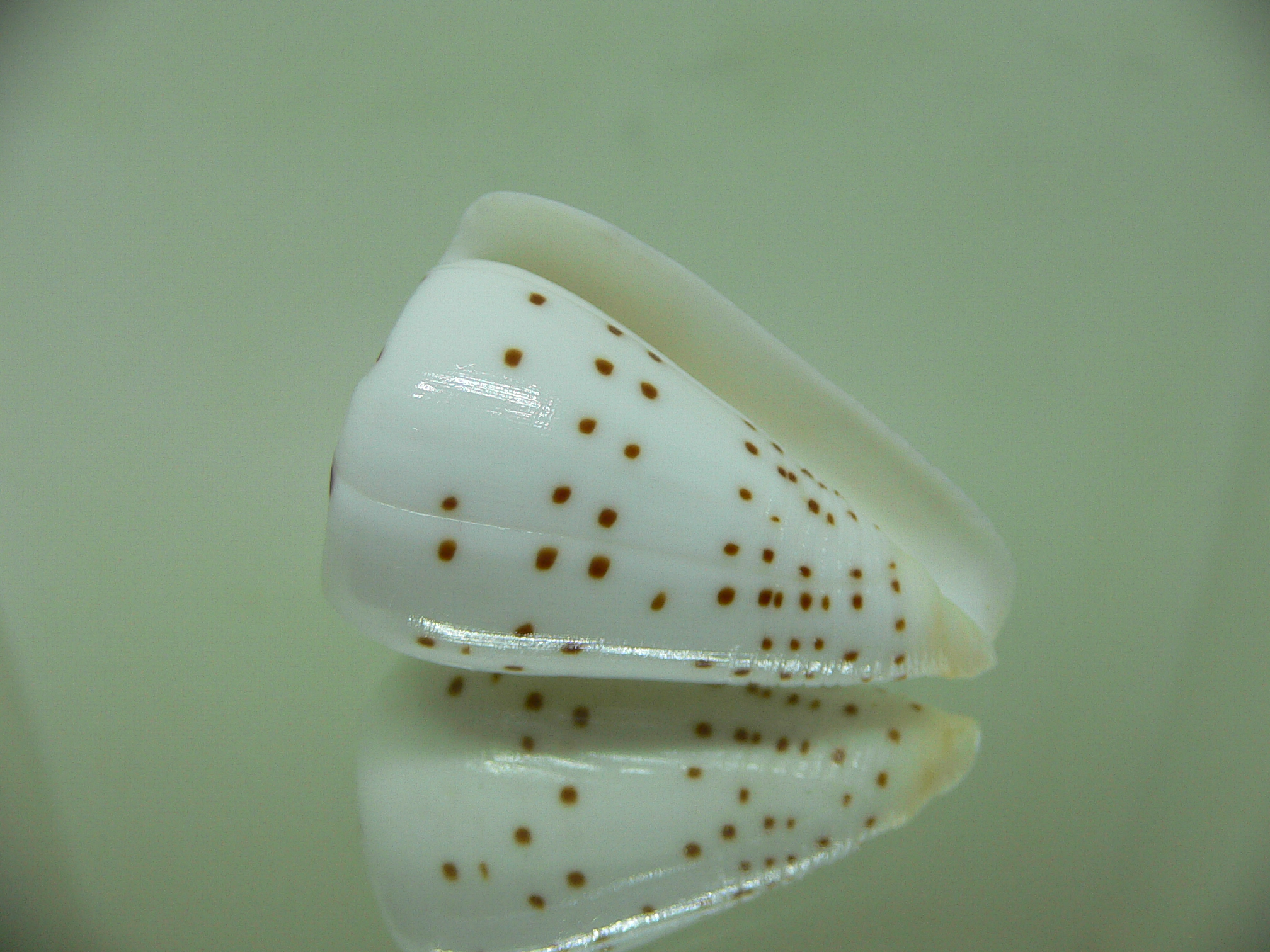 Conus eburneus alternatus (var.) WIDE