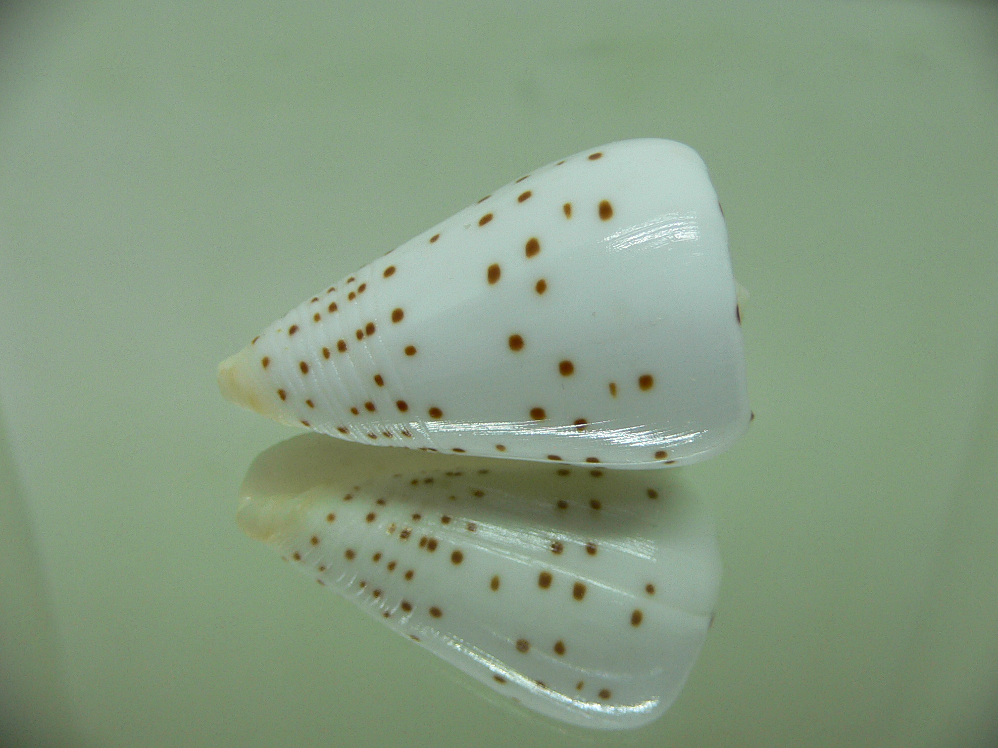 Conus eburneus alternatus (var.) WIDE