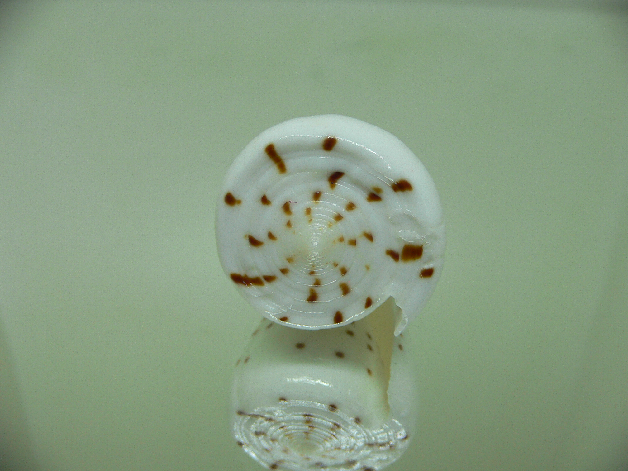 Conus eburneus alternatus (var.) WIDE