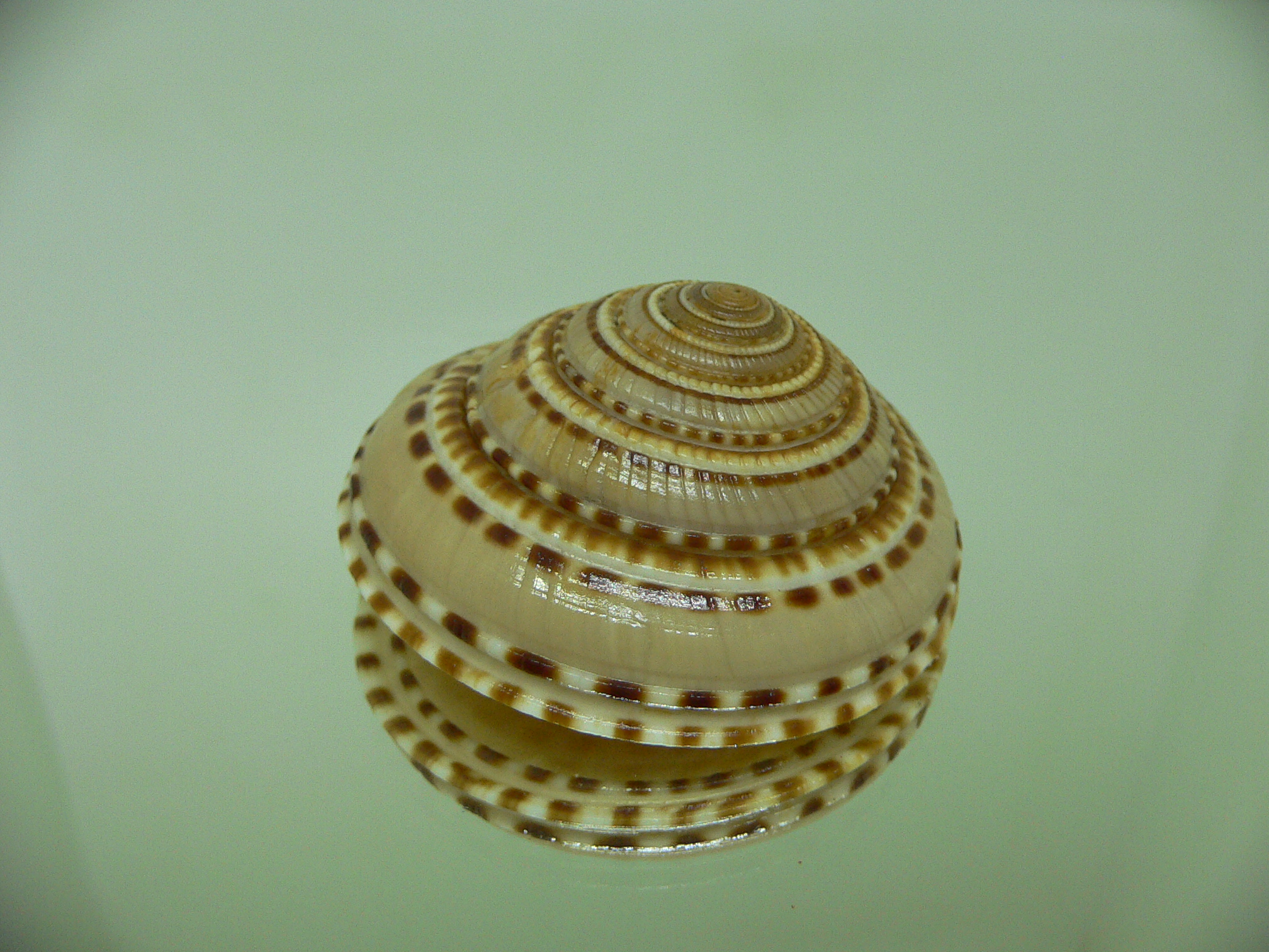 Architectonica trochlearis