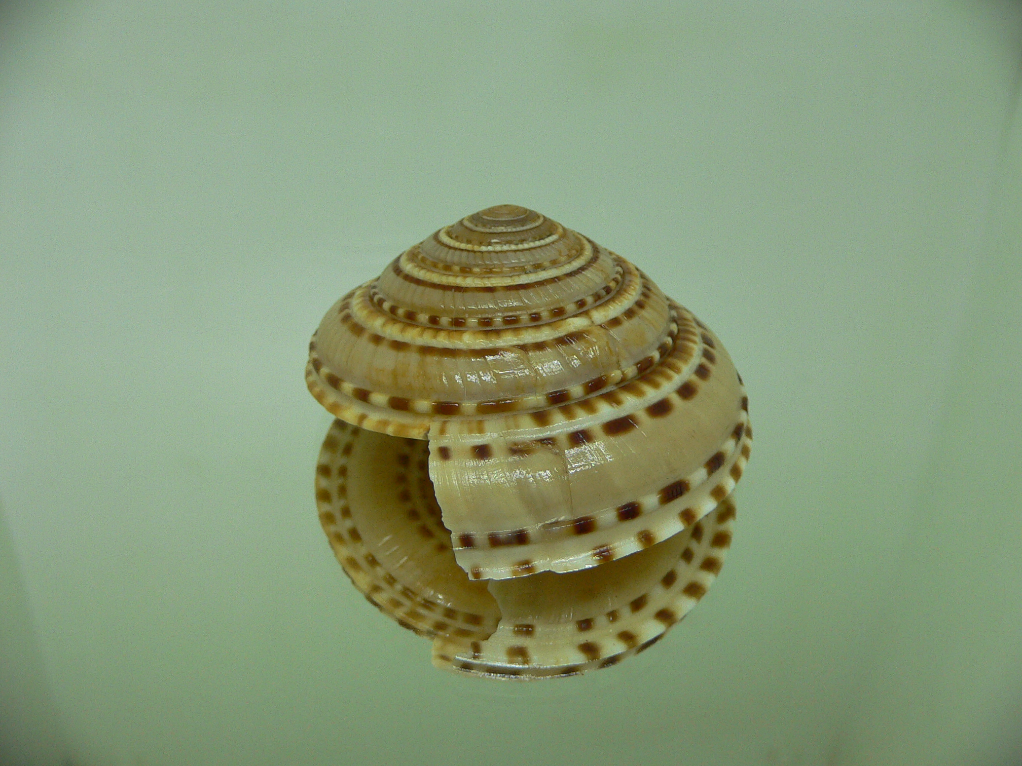 Architectonica trochlearis