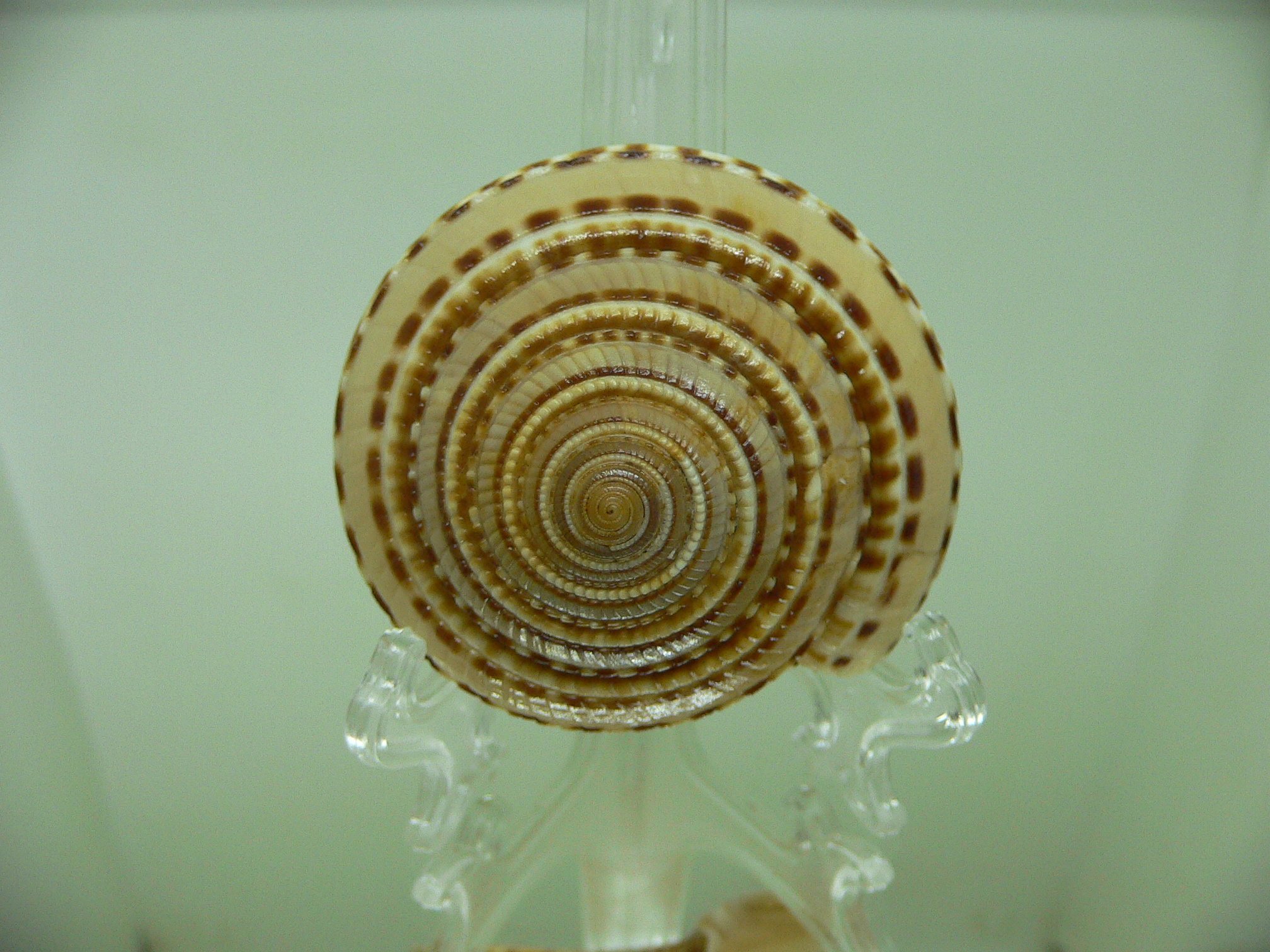 Architectonica trochlearis