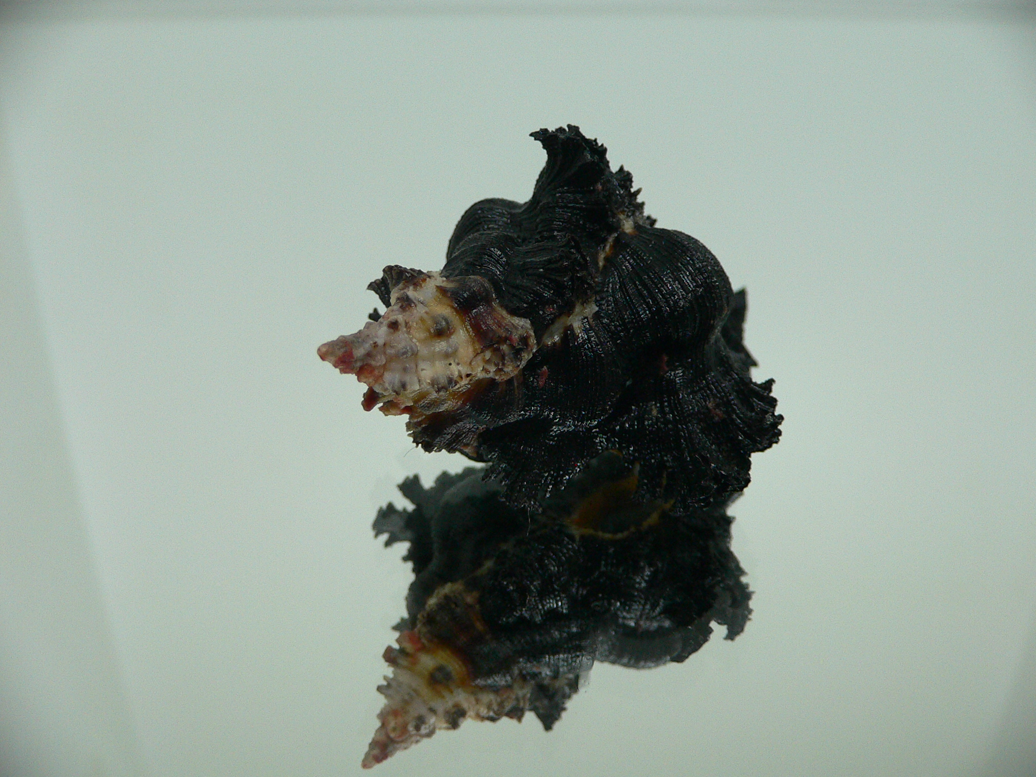 Chicoreus brunneus ELONGATE