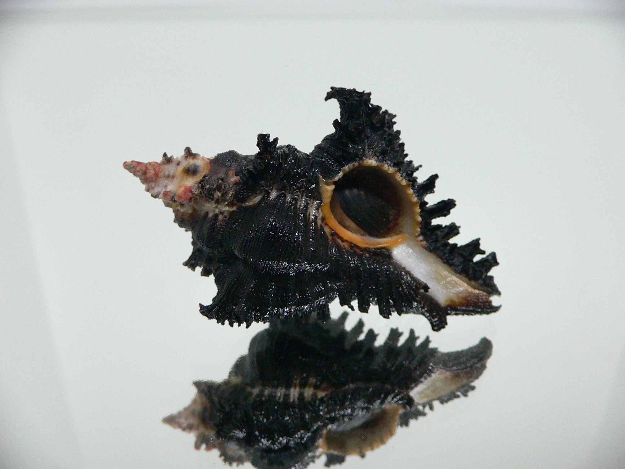 Chicoreus brunneus ELONGATE