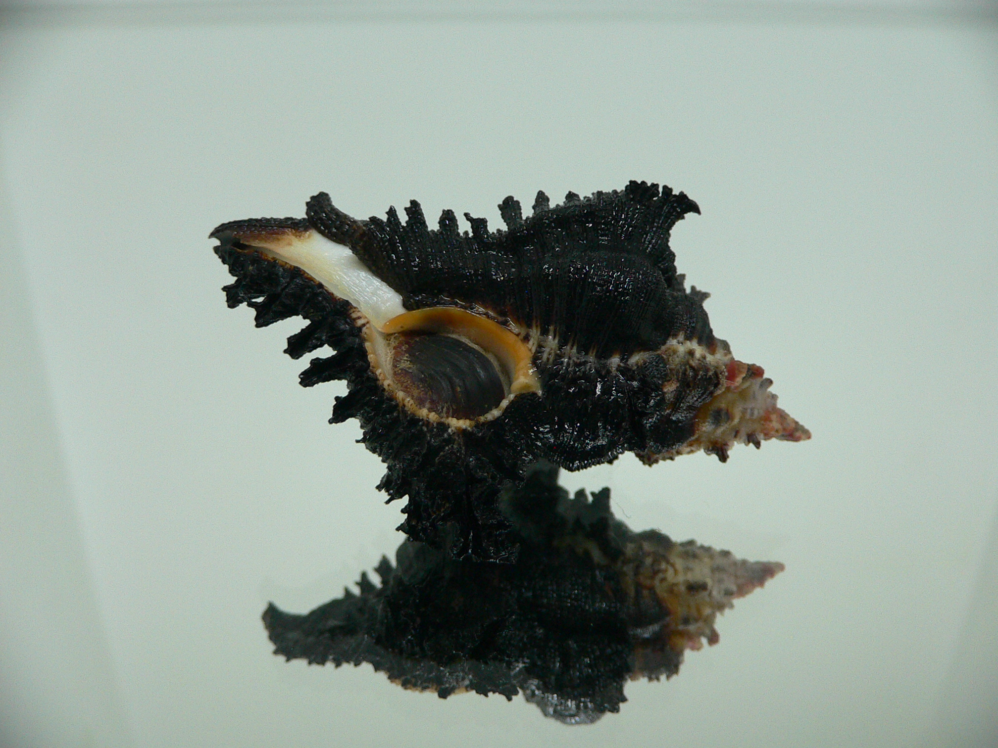 Chicoreus brunneus ELONGATE