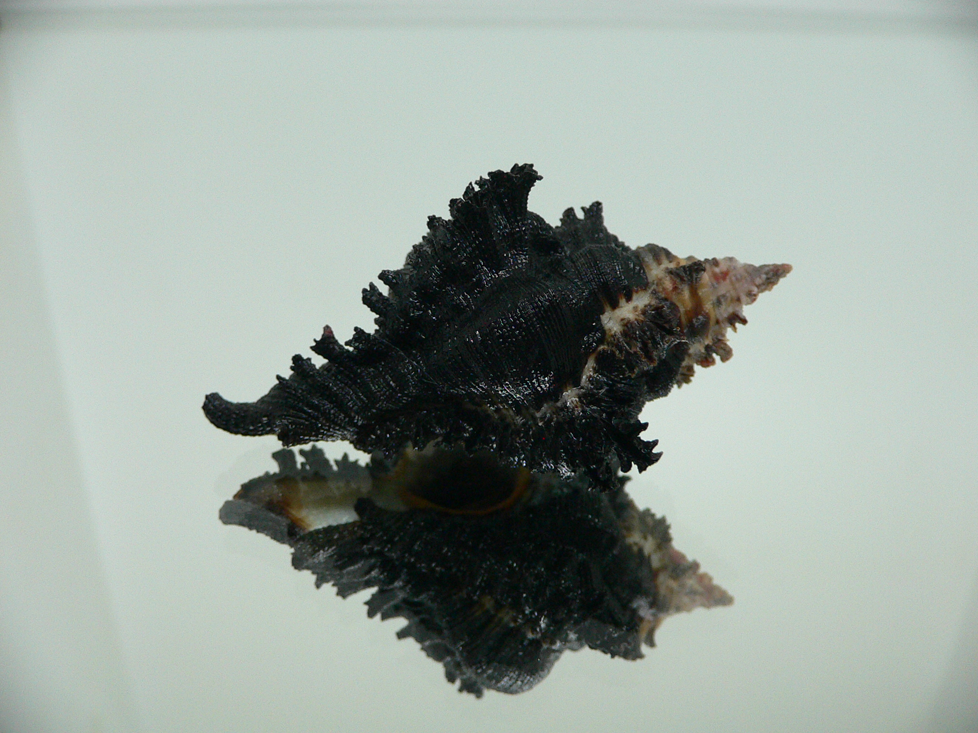 Chicoreus brunneus ELONGATE