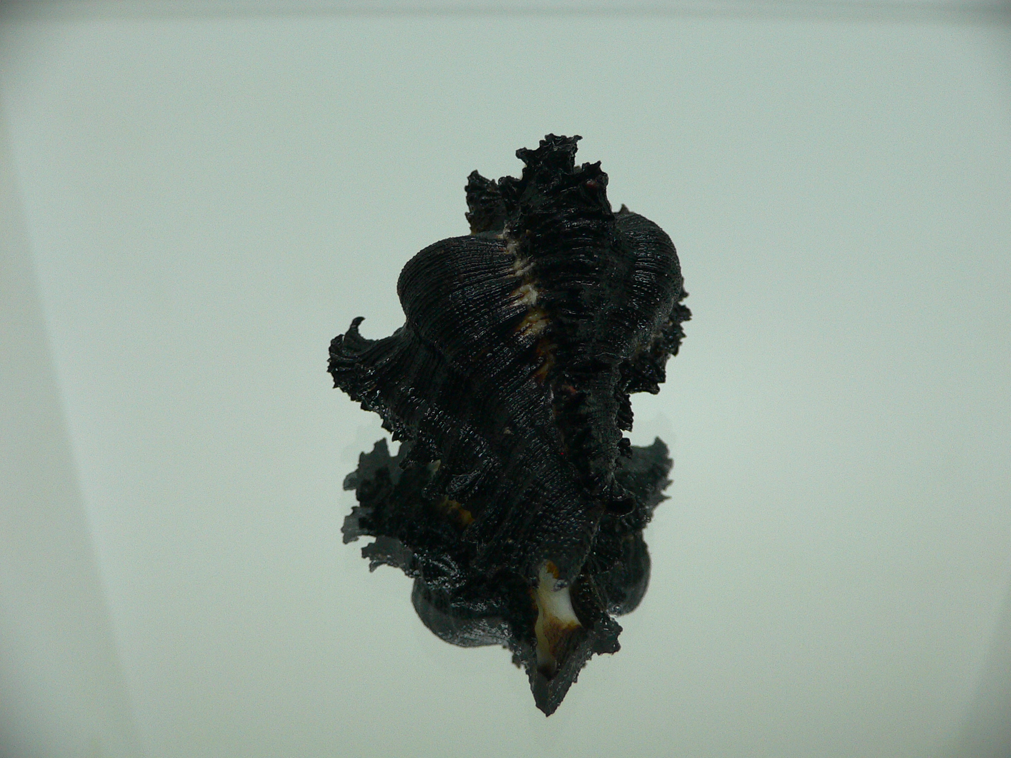 Chicoreus brunneus ELONGATE