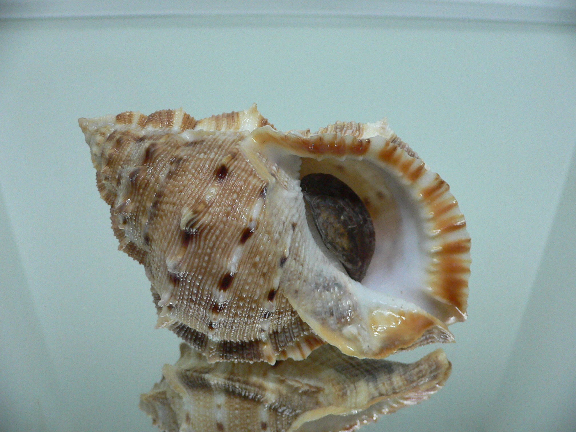 Bufonaria crumena BIG & WIDE