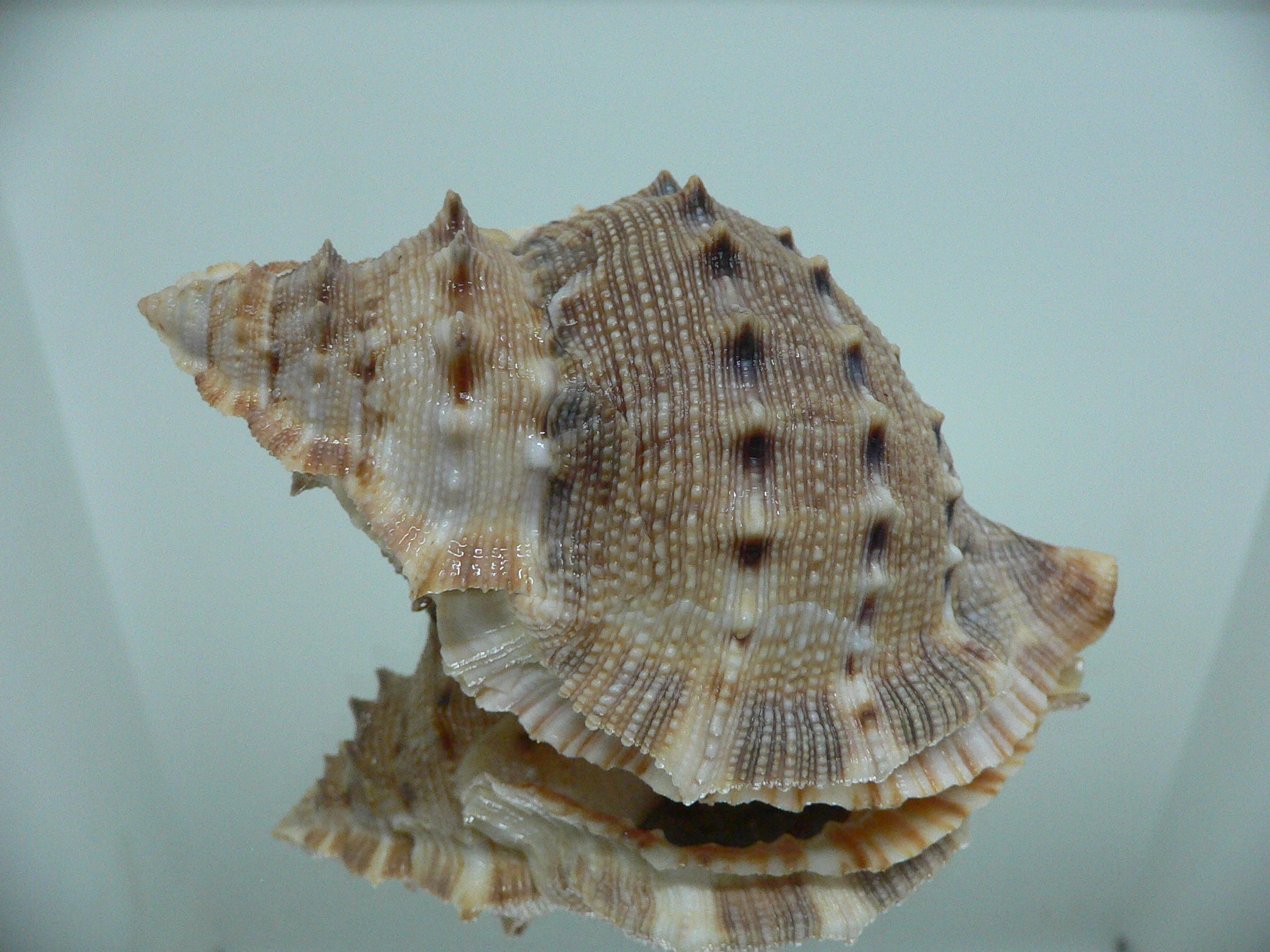 Bufonaria crumena BIG & WIDE