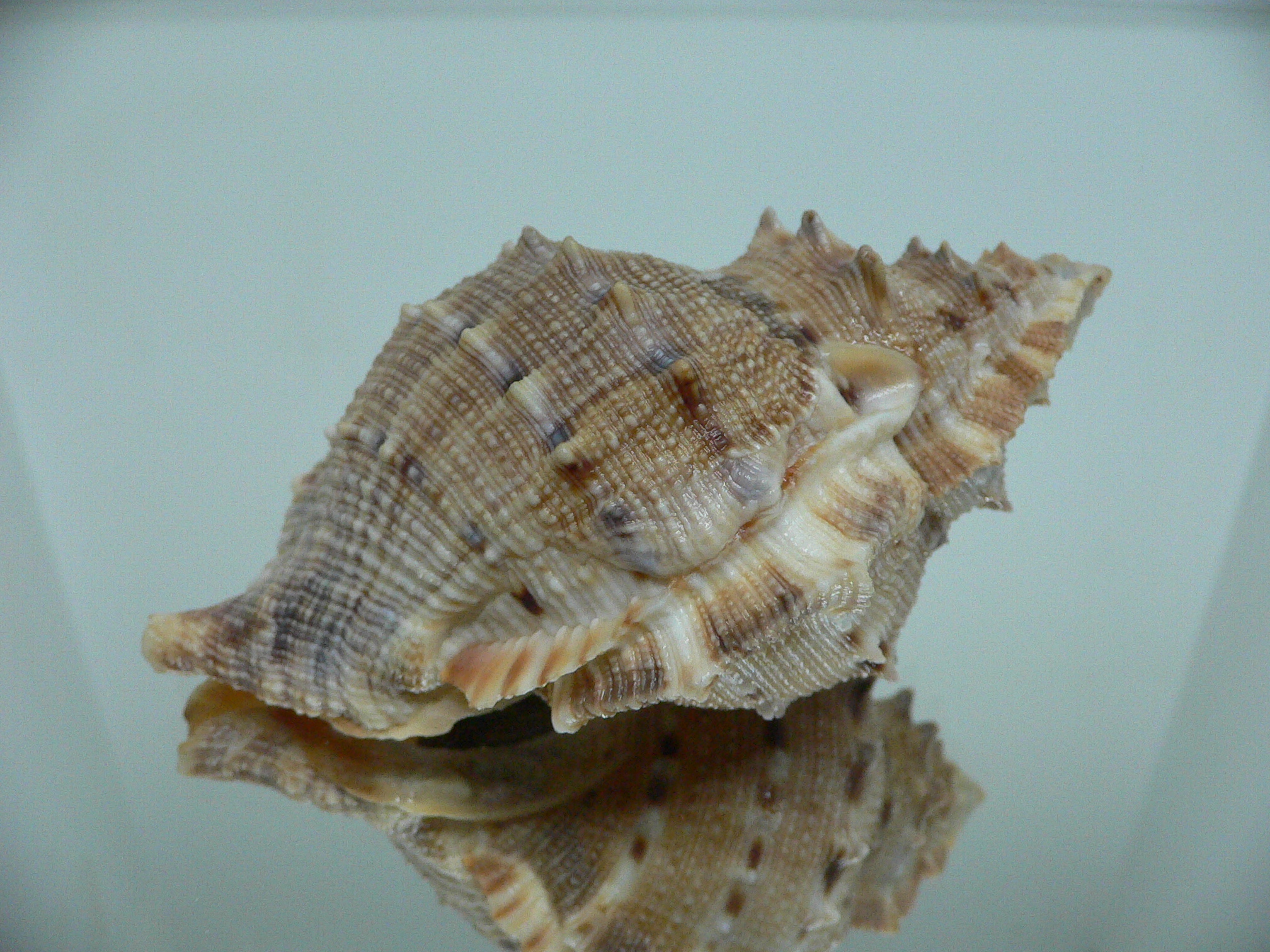 Bufonaria crumena BIG & WIDE