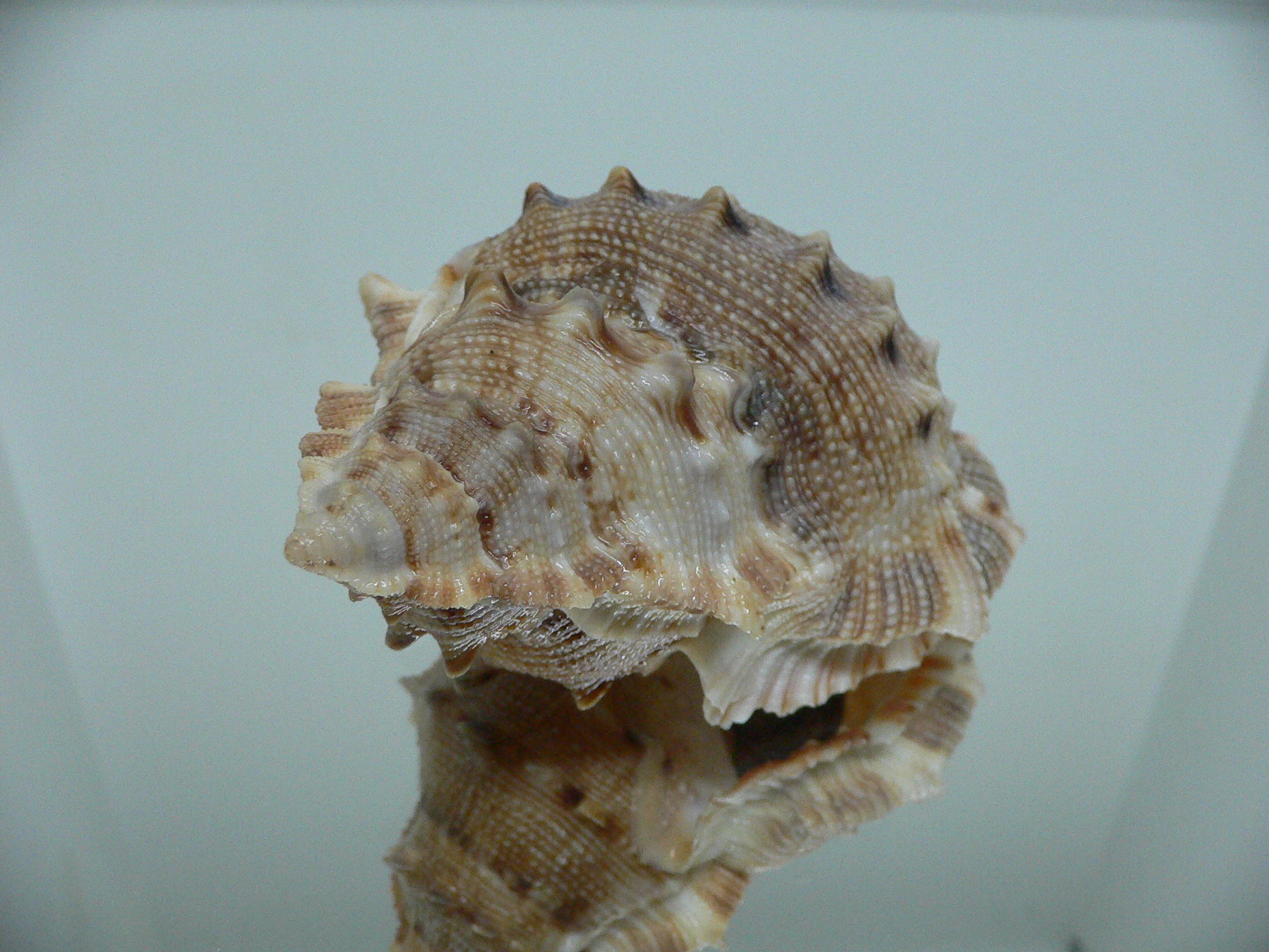 Bufonaria crumena BIG & WIDE