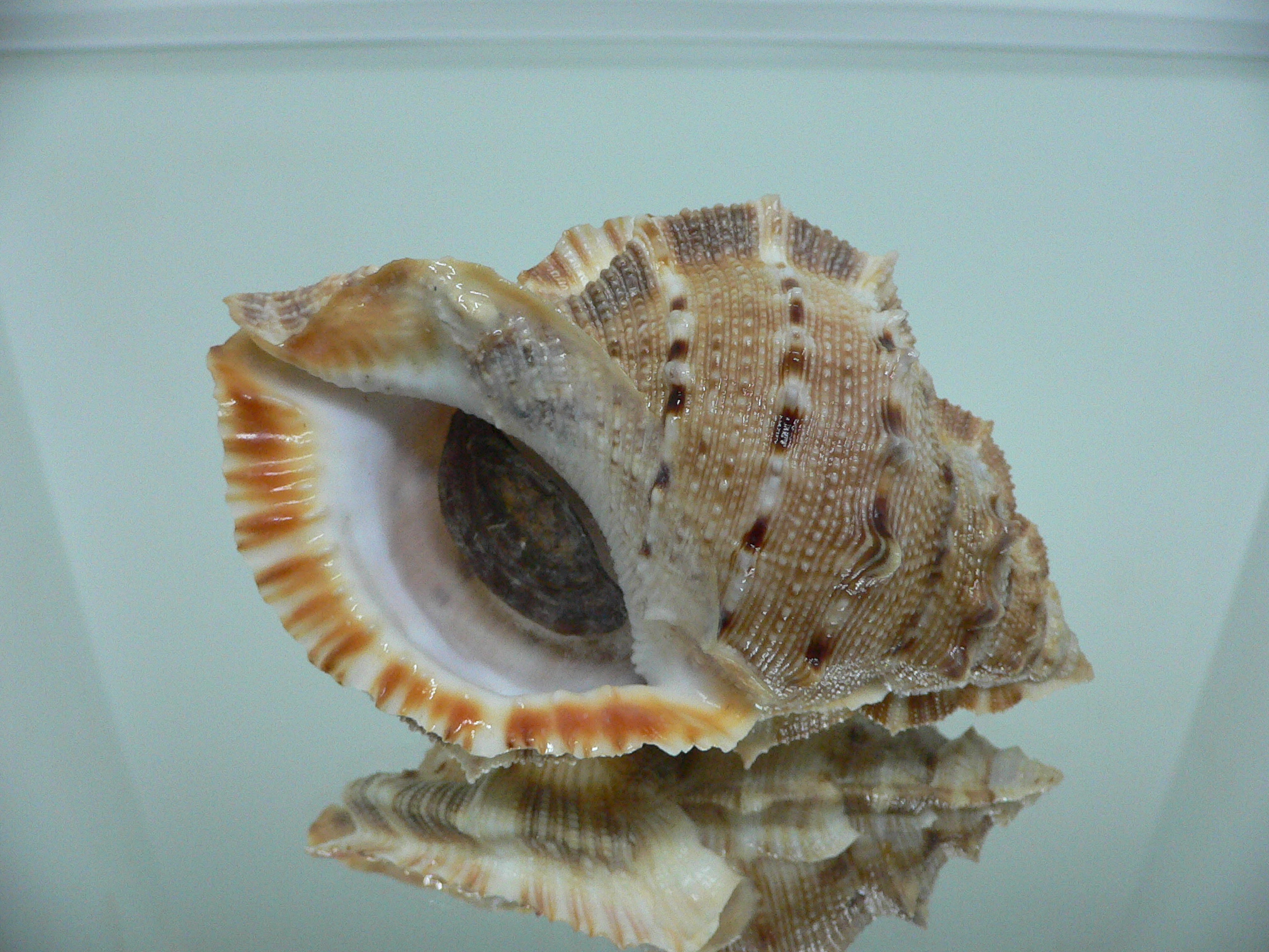 Bufonaria crumena BIG & WIDE