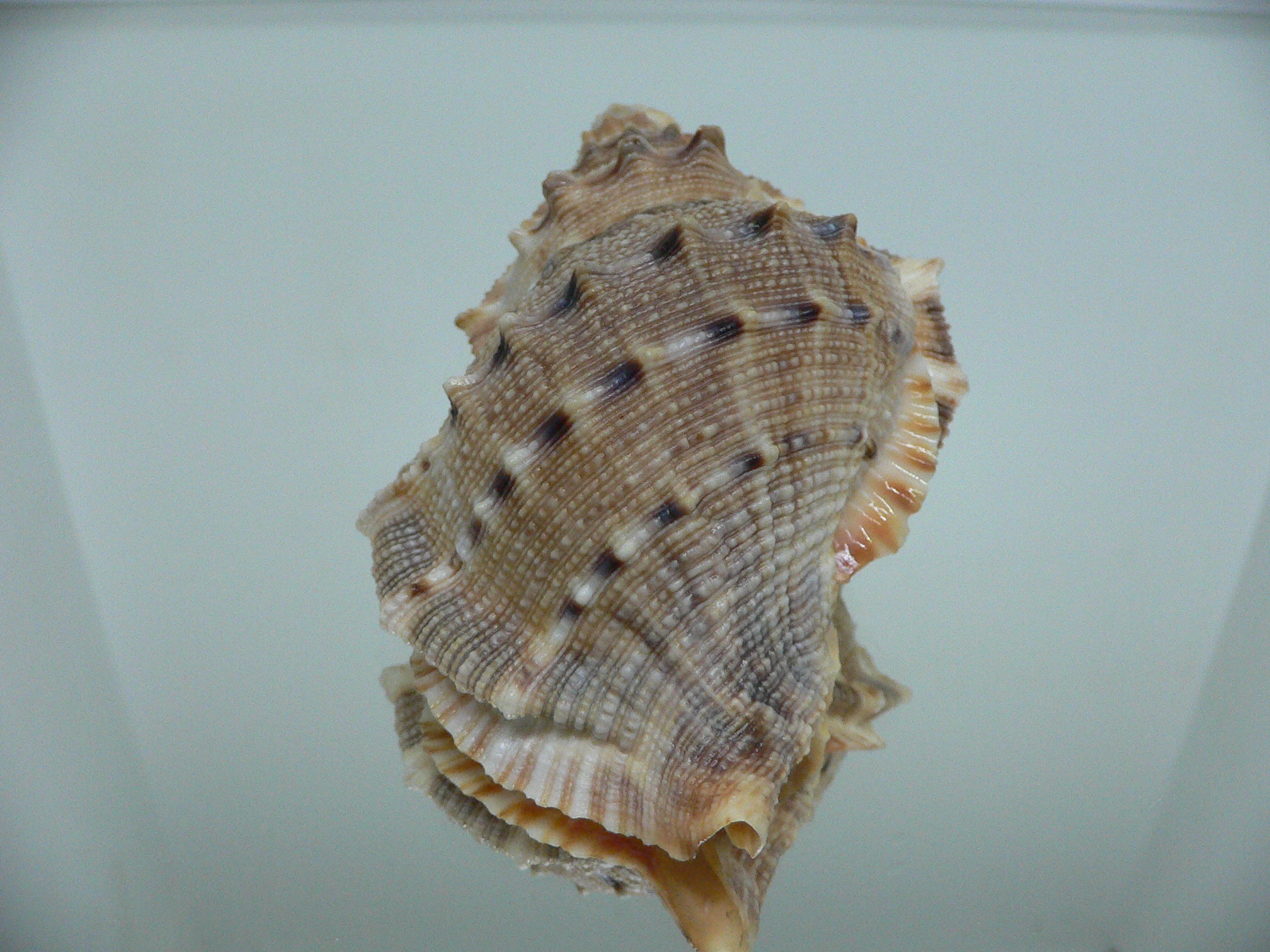 Bufonaria crumena BIG & WIDE