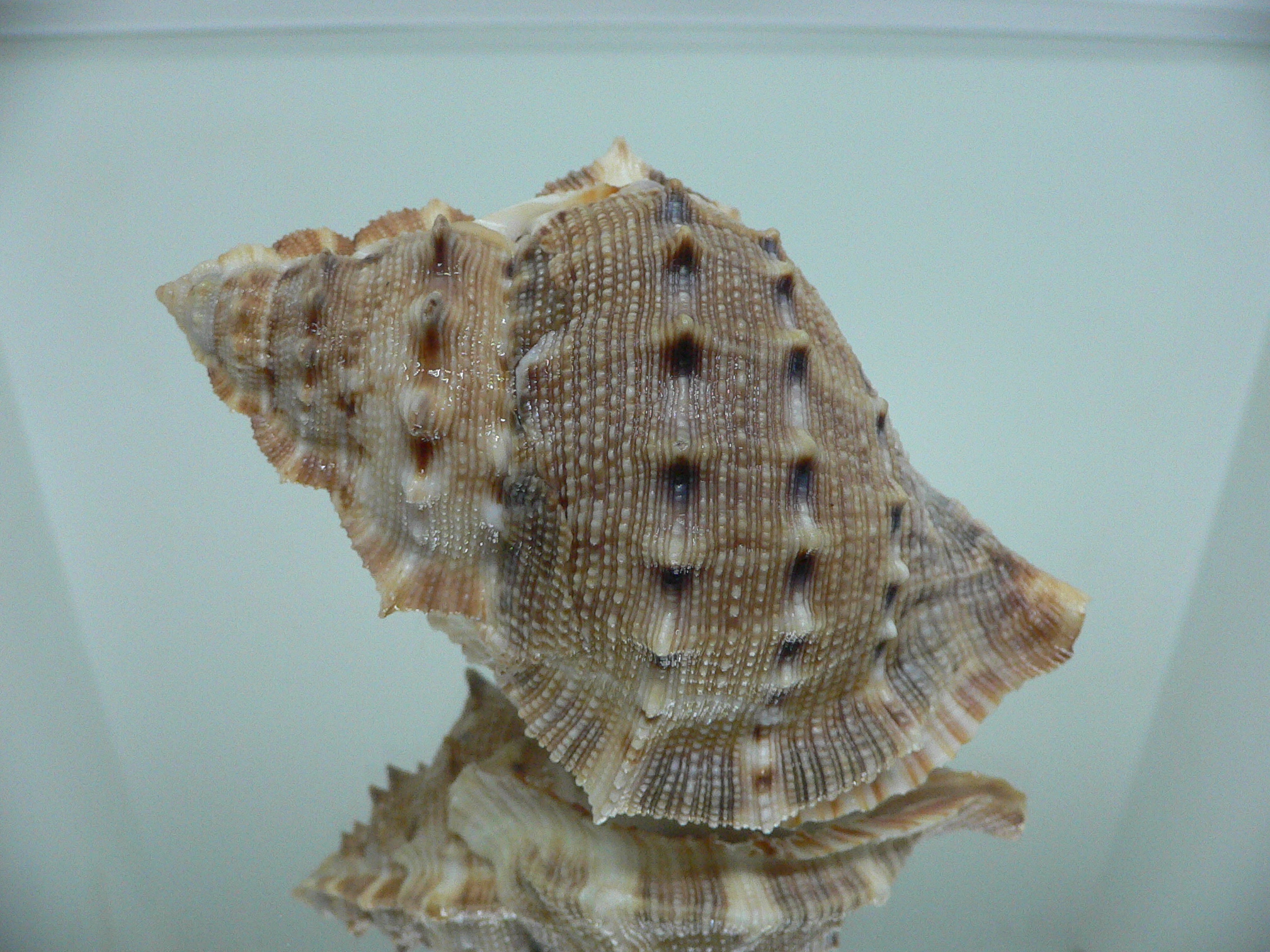 Bufonaria crumena BIG & WIDE