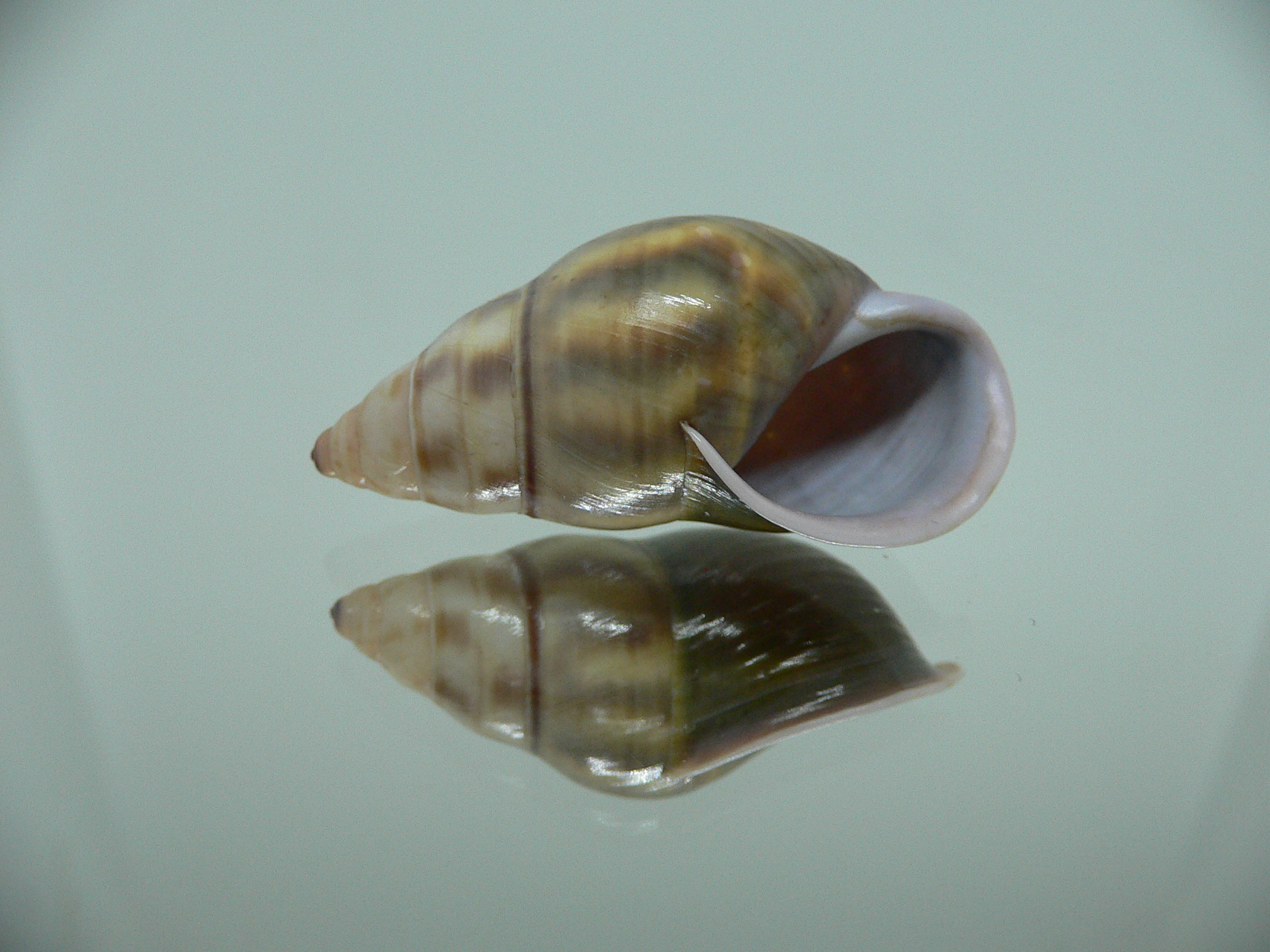 Amphidromus contrarius baaquiae IDEAL & BICOLOR