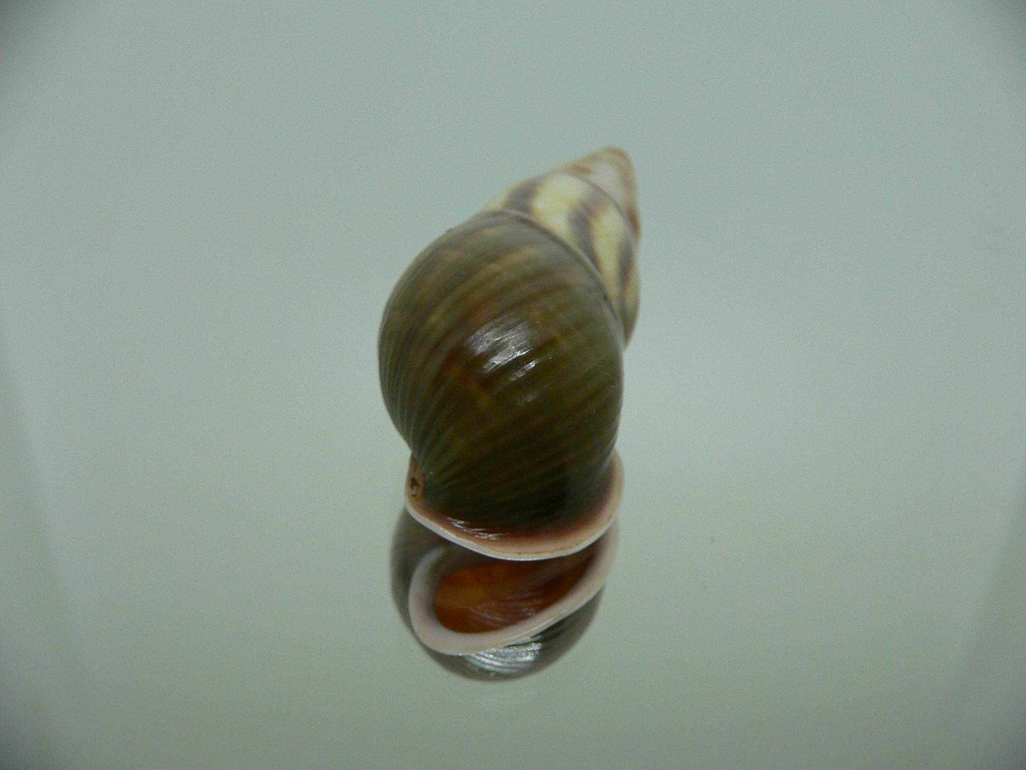 Amphidromus contrarius baaquiae IDEAL & BICOLOR