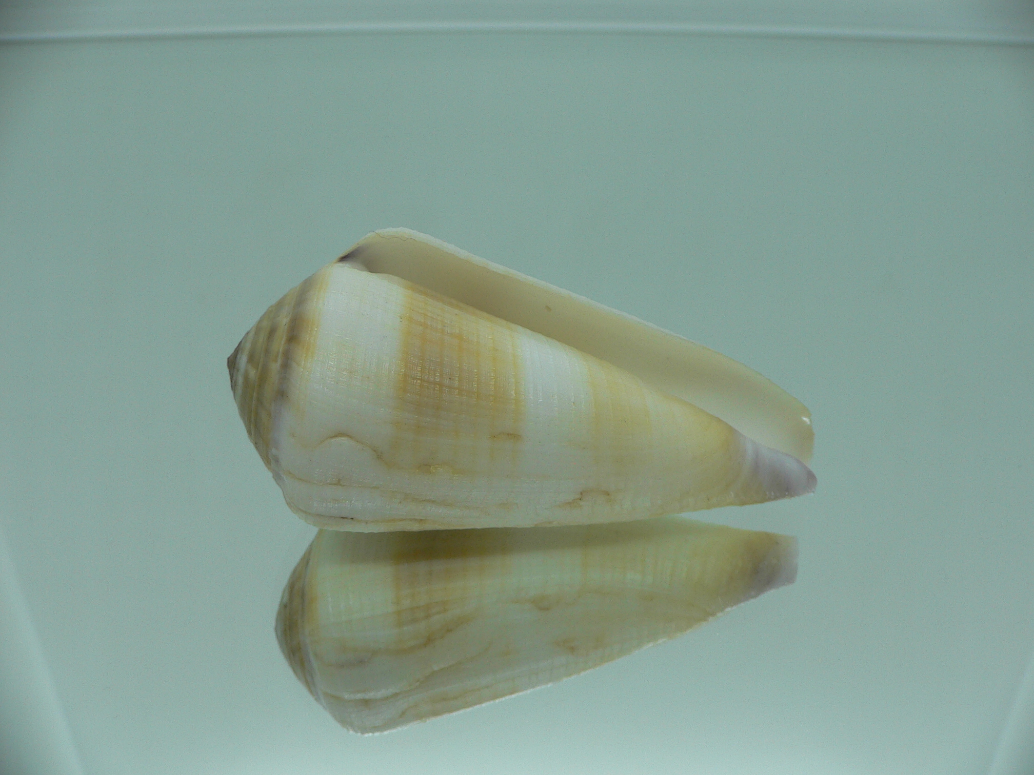 Conus terebra LIGHT