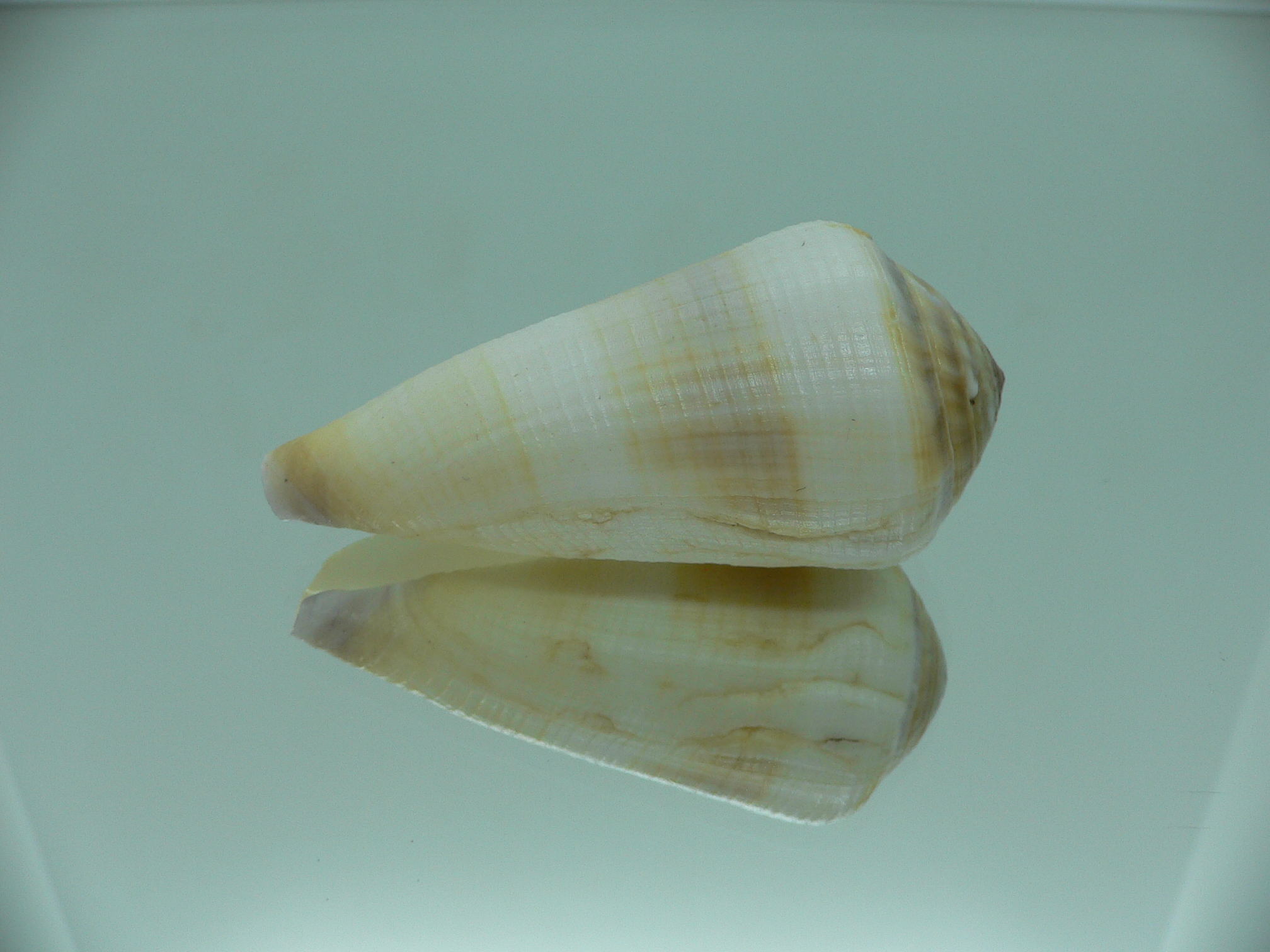 Conus terebra LIGHT