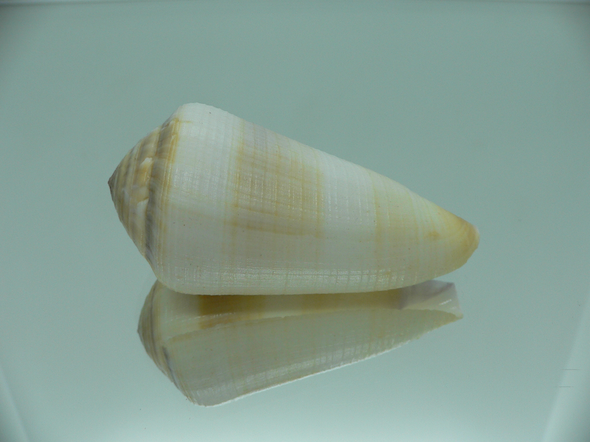 Conus terebra LIGHT