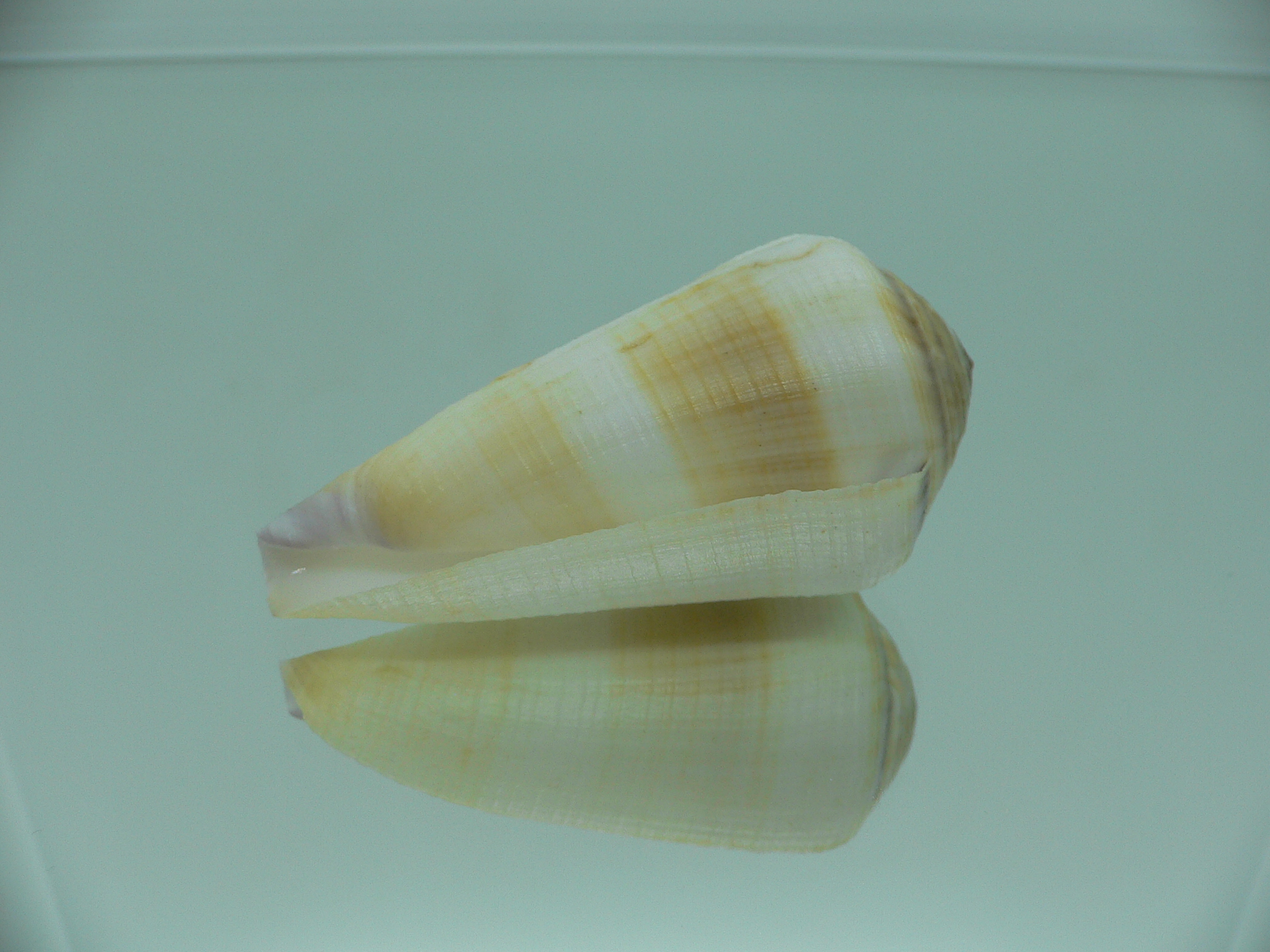 Conus terebra LIGHT
