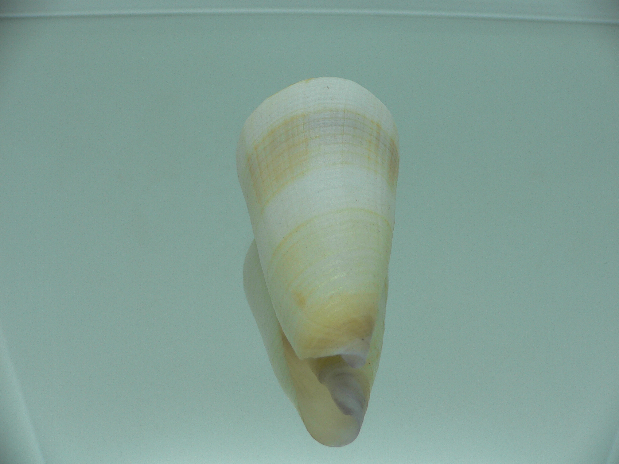 Conus terebra LIGHT