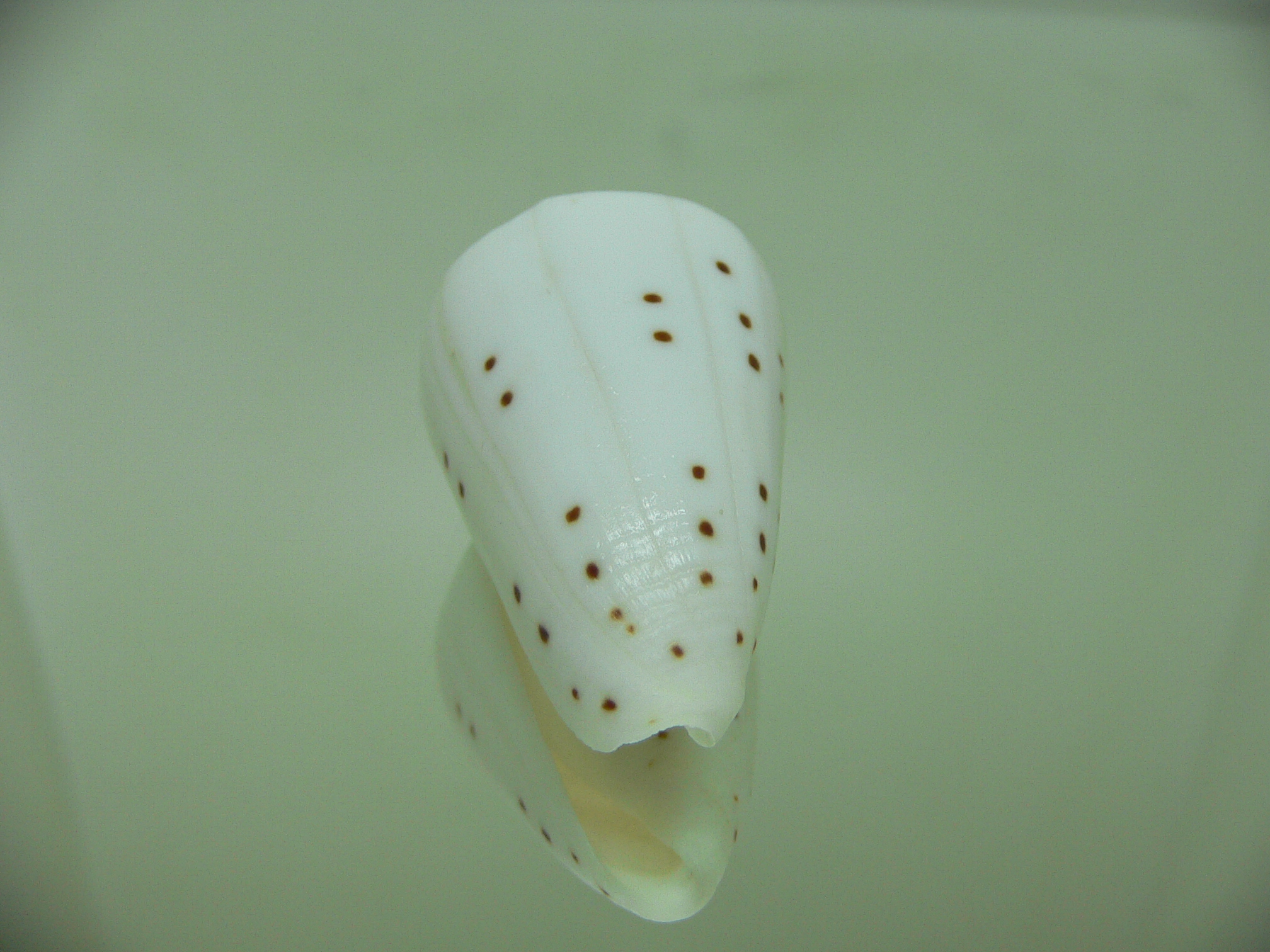 Conus eburneus alternatus (var.)