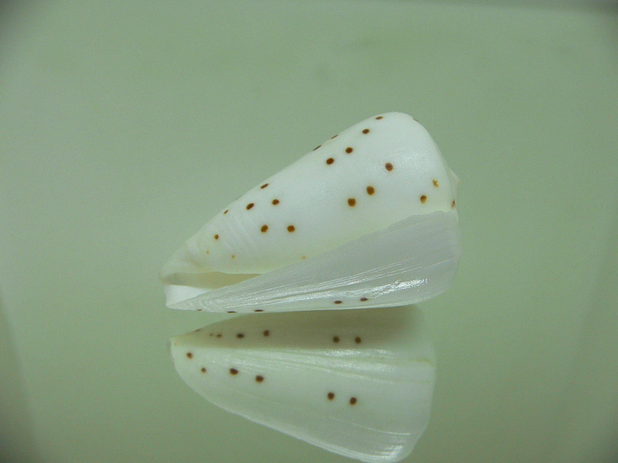 Conus eburneus alternatus (var.)