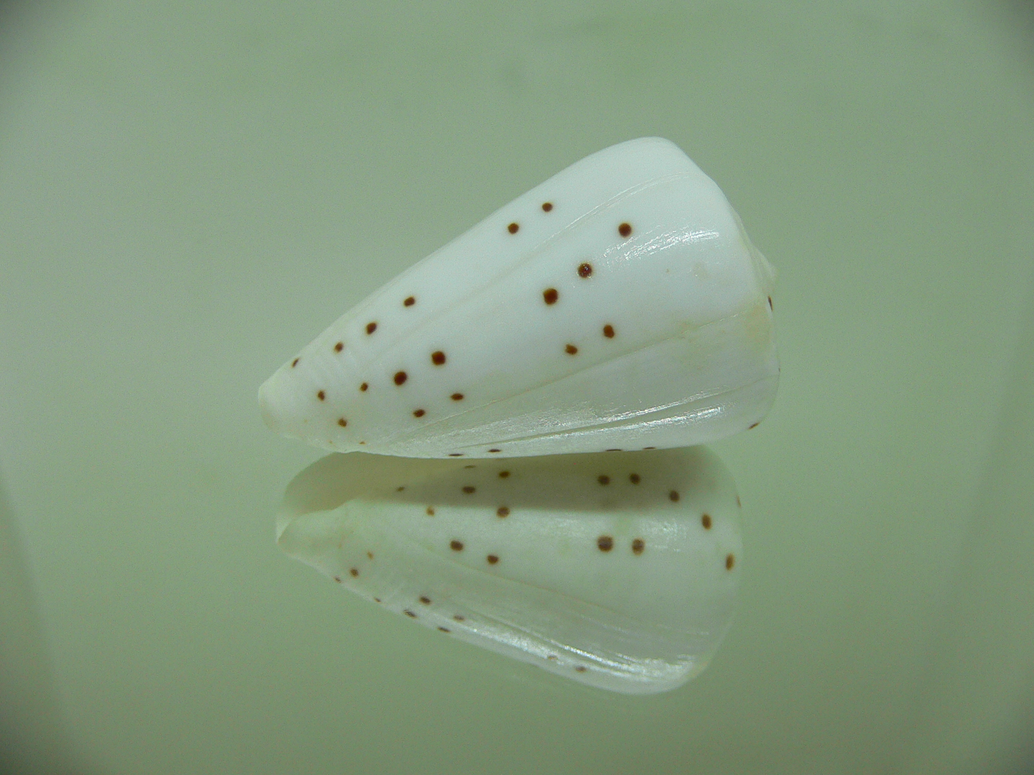 Conus eburneus alternatus (var.)