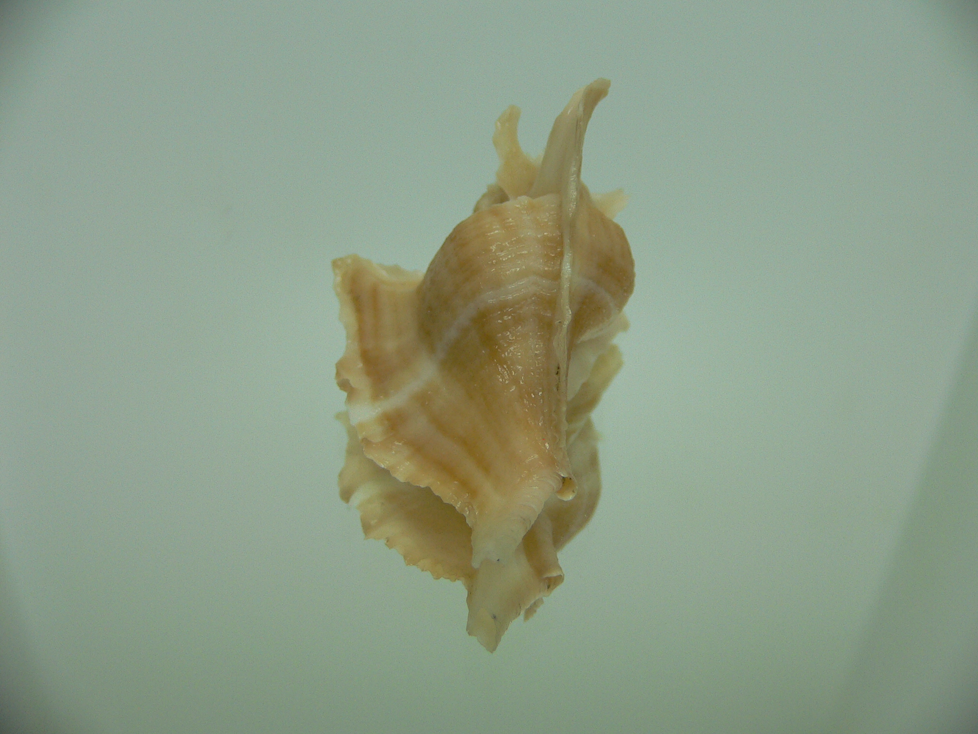 Pteropurpura falcata BIG