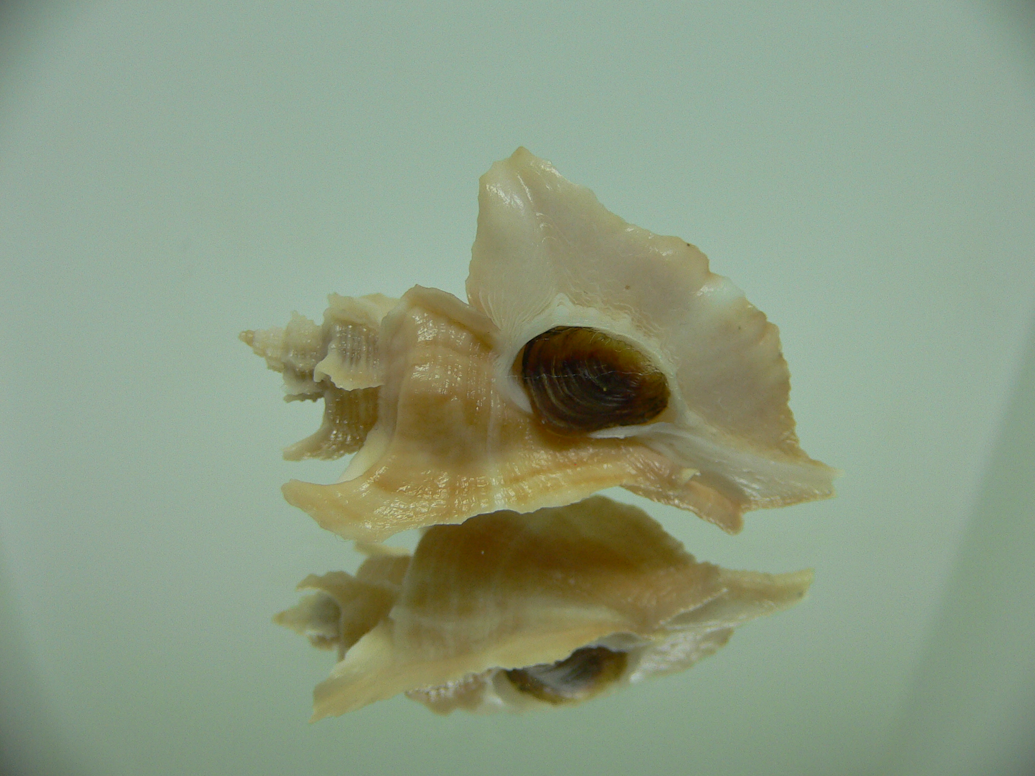 Pteropurpura falcata BIG
