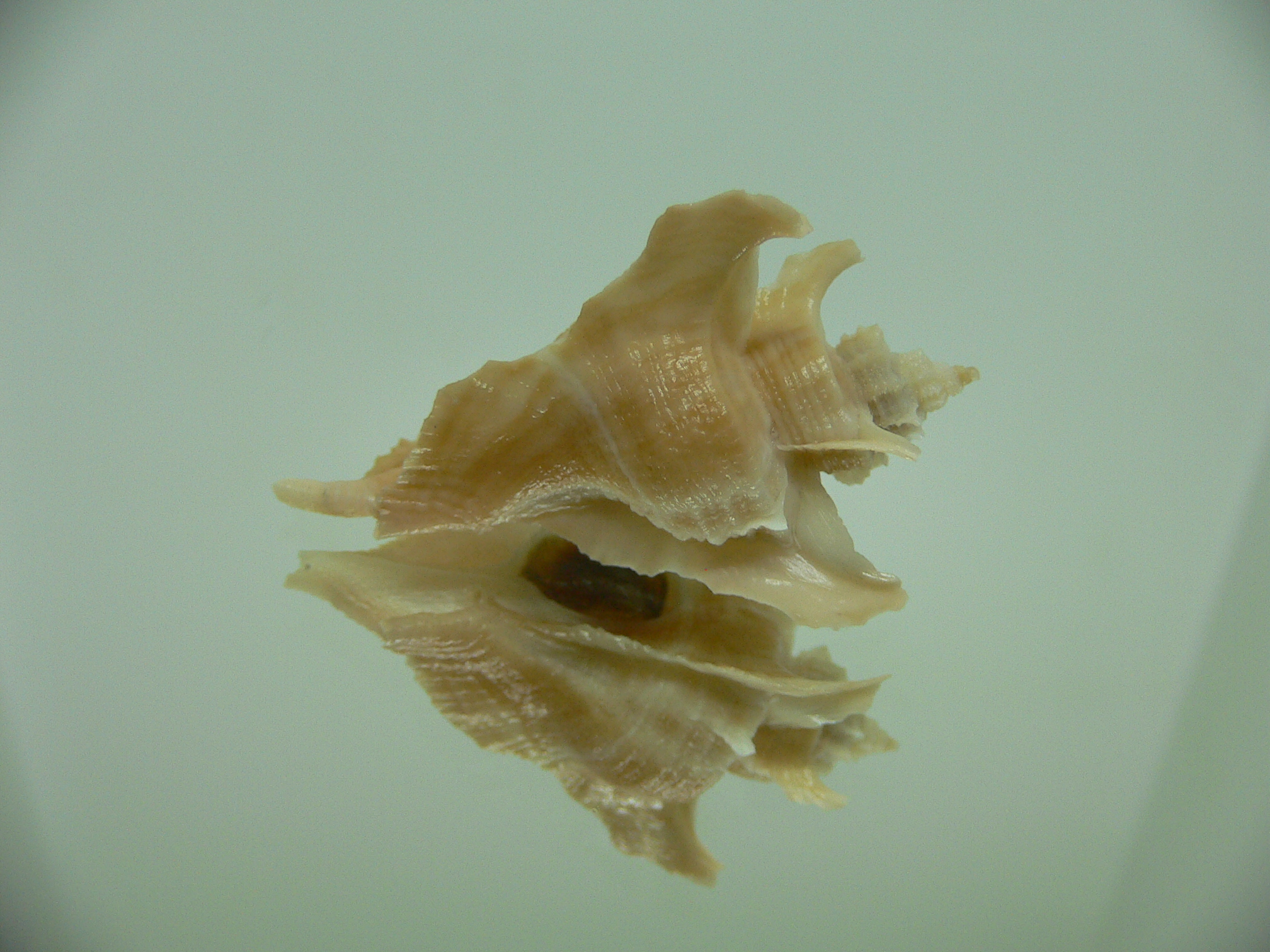 Pteropurpura falcata BIG