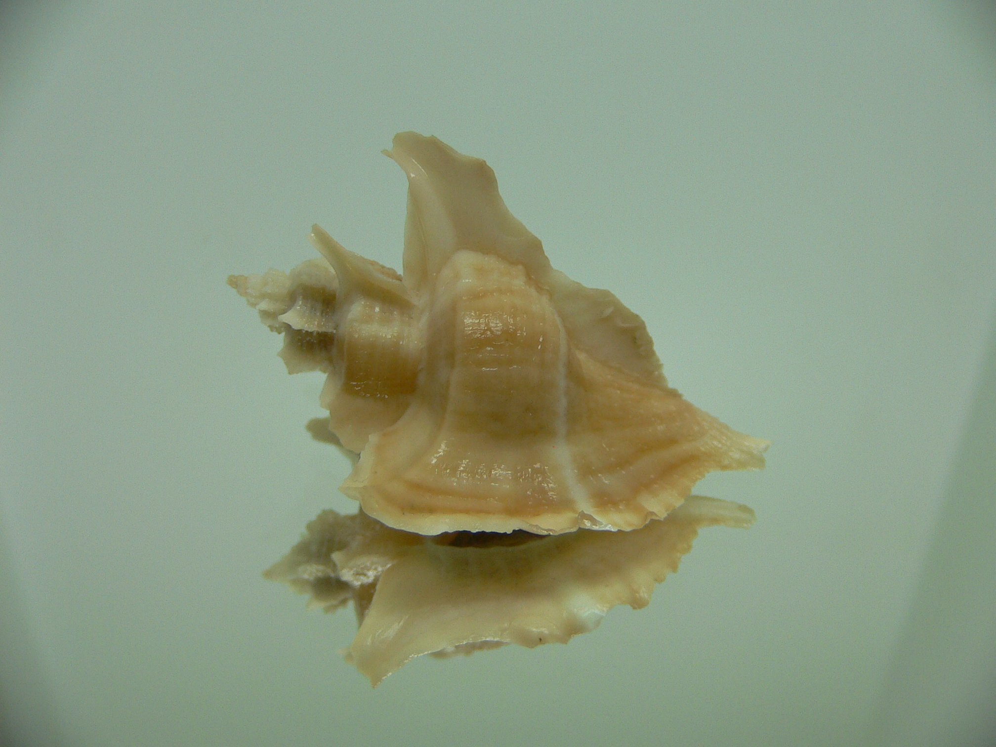 Pteropurpura falcata BIG