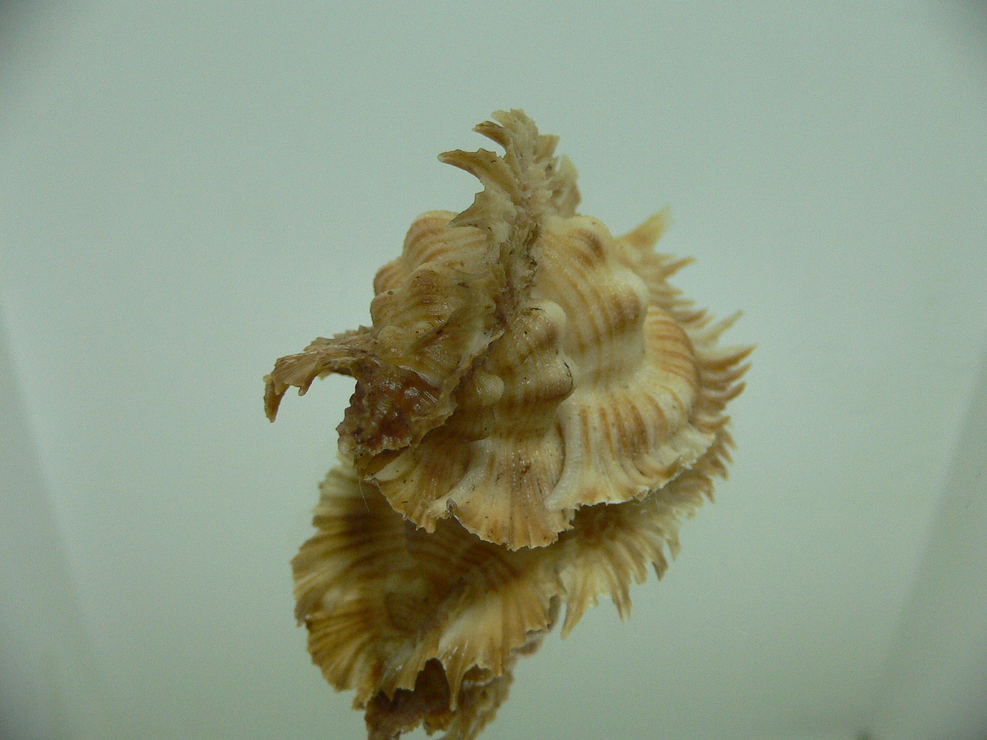 Chicoreus miyokoae ELONGATE & LIGHT