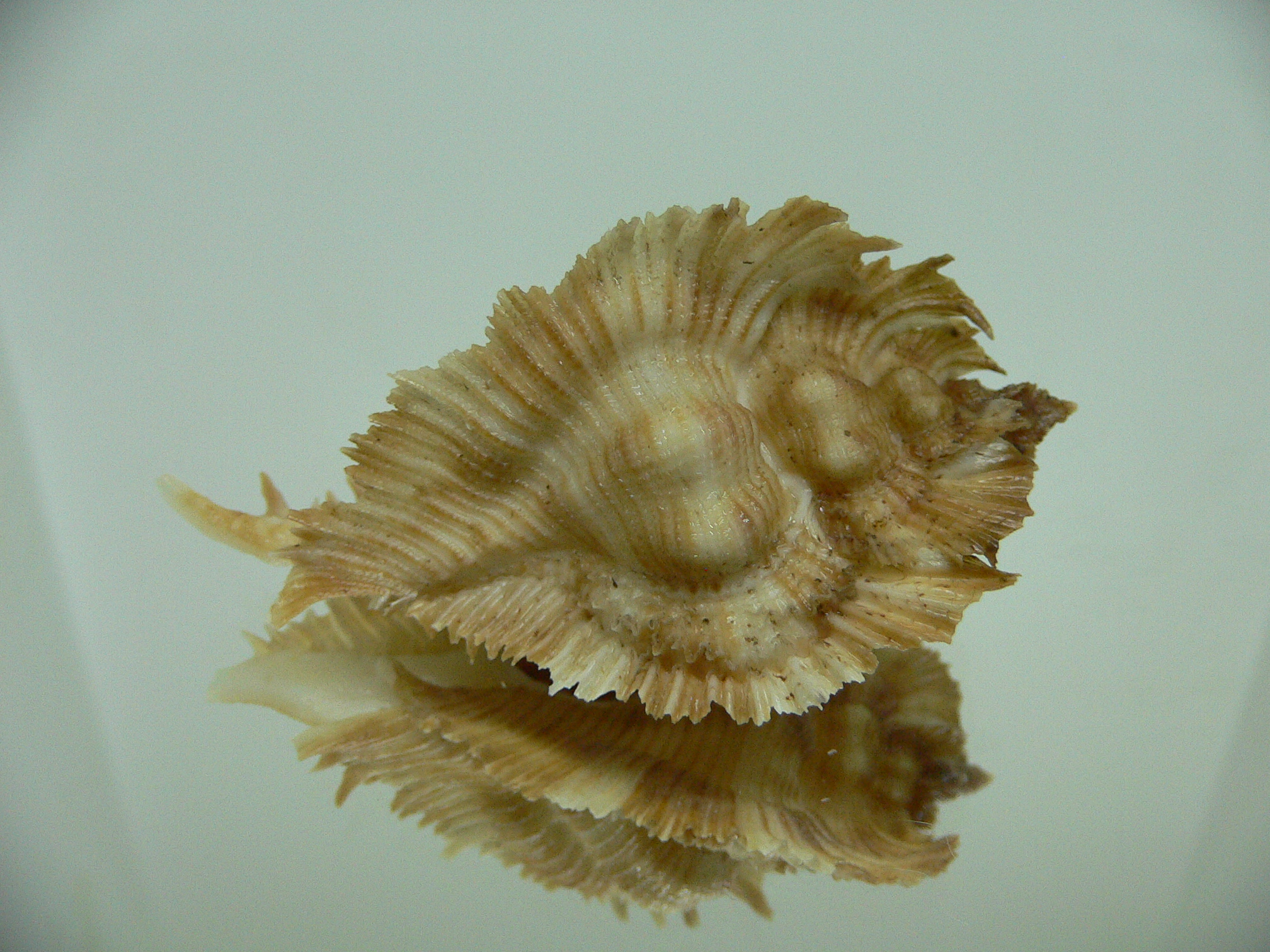 Chicoreus miyokoae ELONGATE & LIGHT