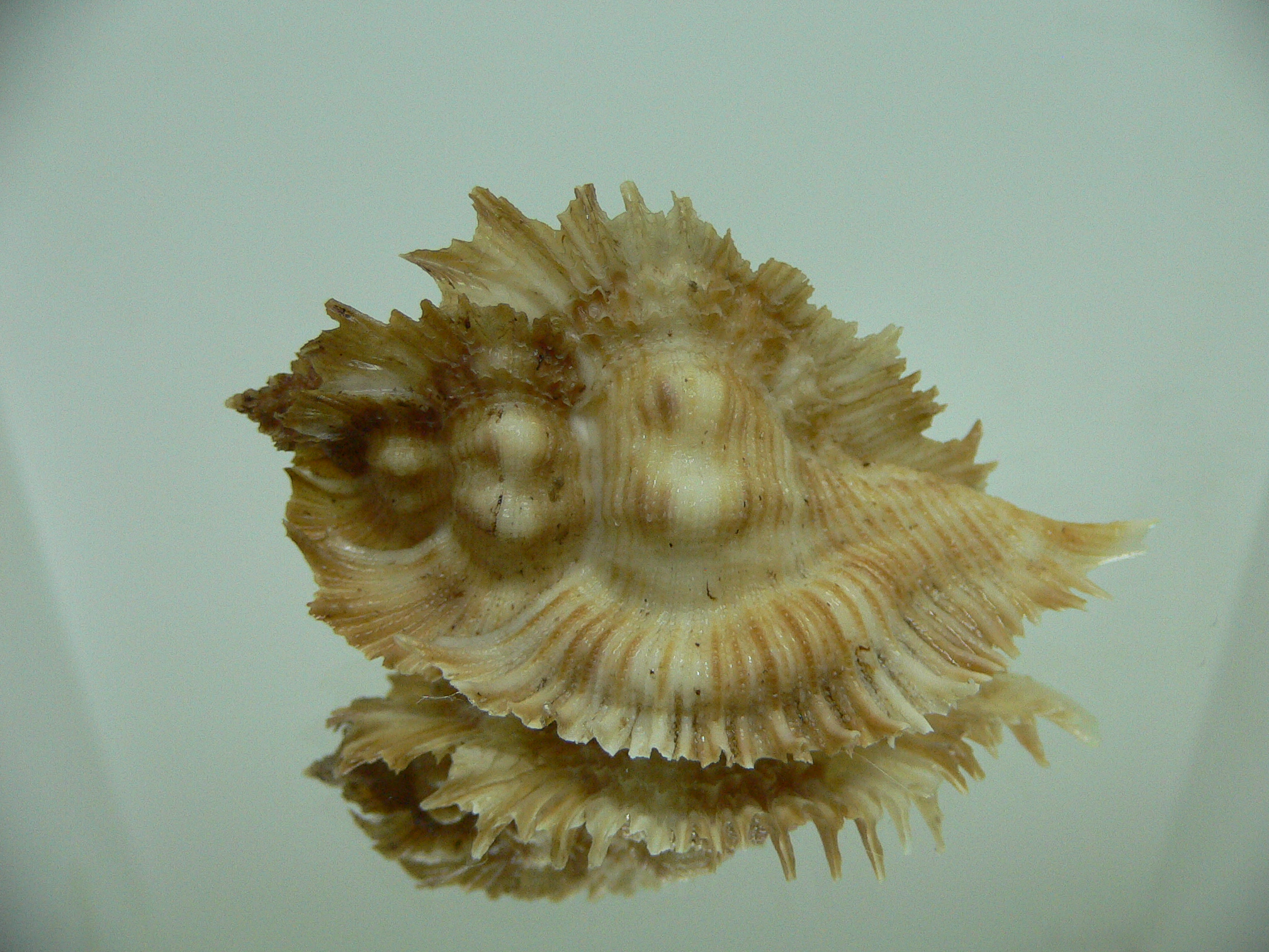 Chicoreus miyokoae ELONGATE & LIGHT