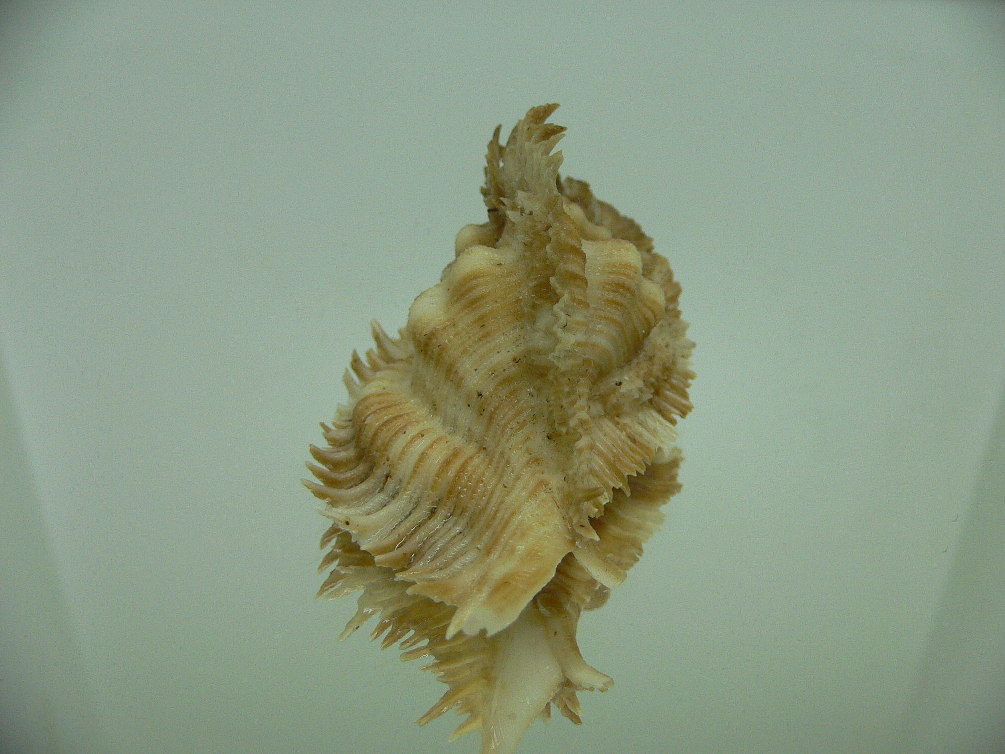 Chicoreus miyokoae ELONGATE & LIGHT